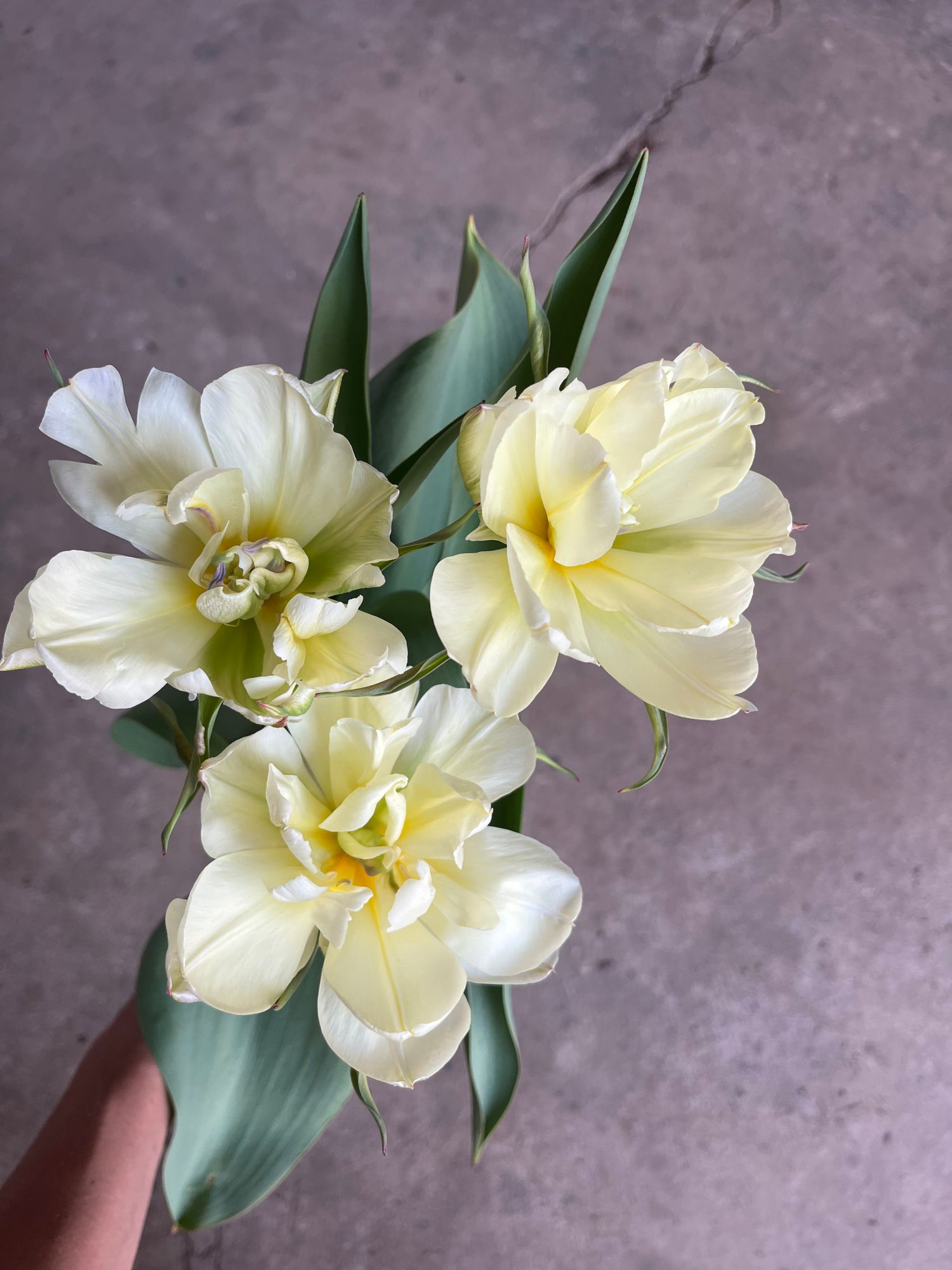 TULIPA Exotic Emperor