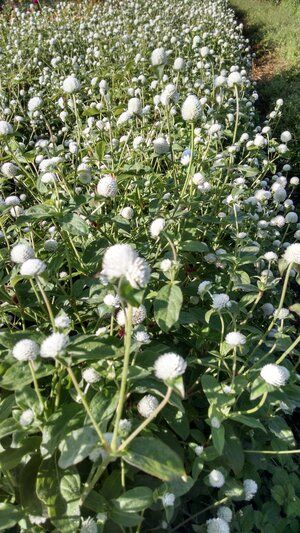 GOMPHRENA globosa Audray