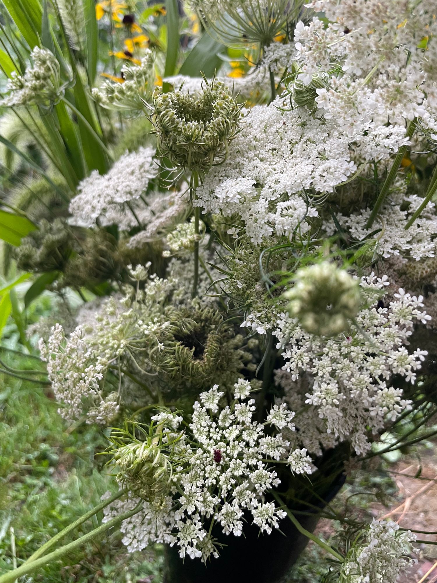 DAUCUS carota