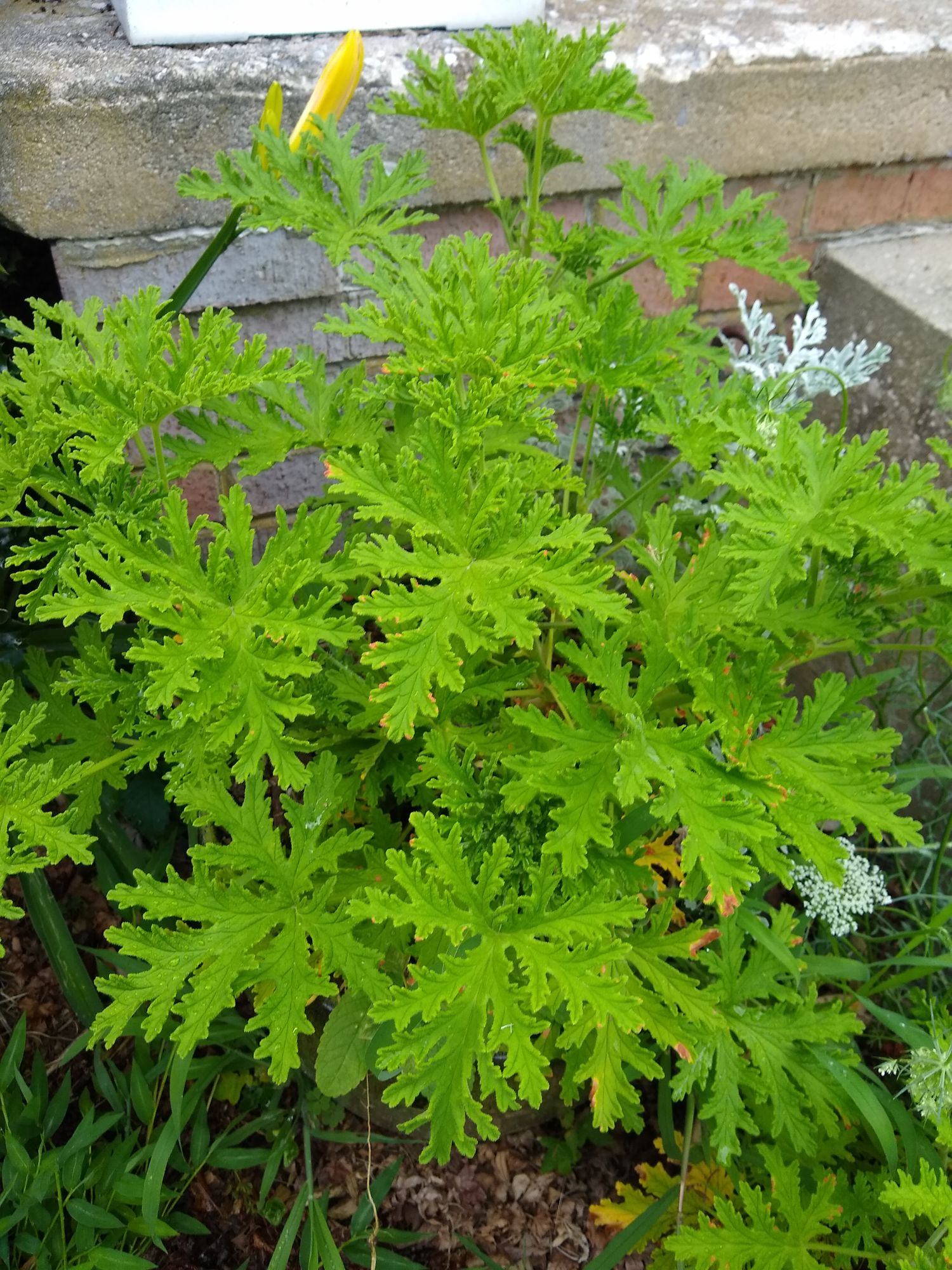PELARGONIUM graveolens