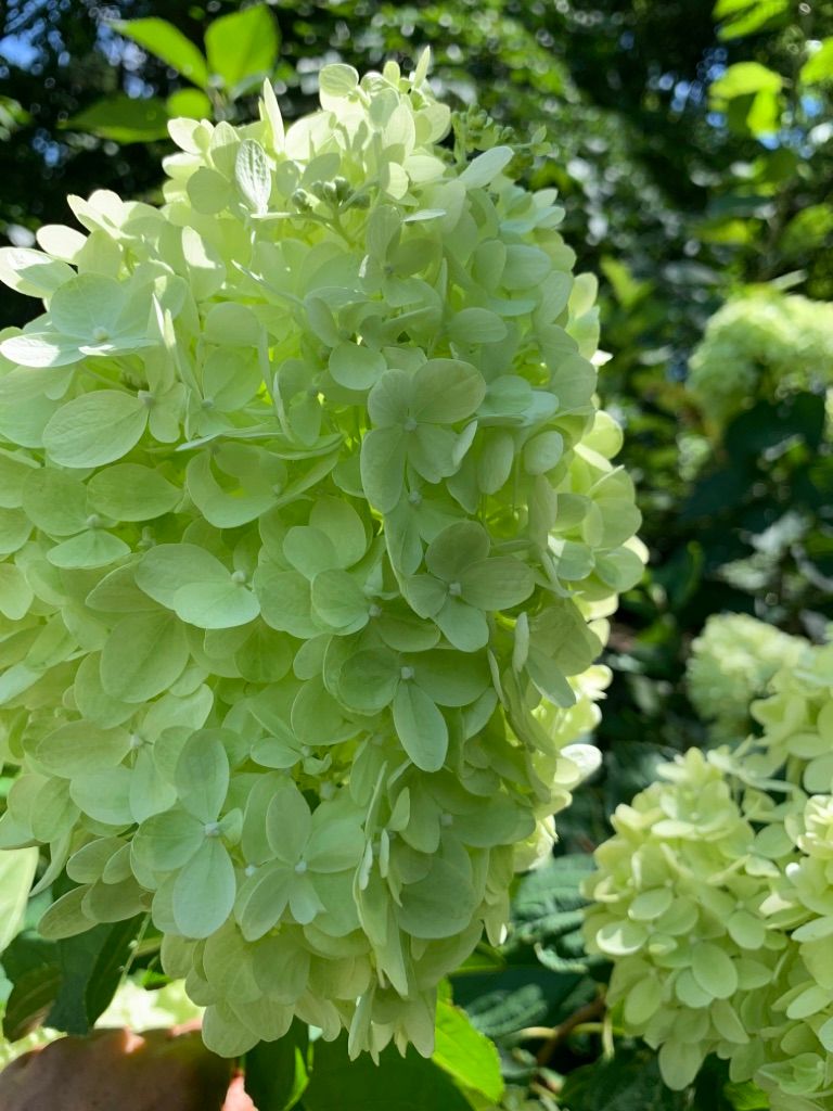 HYDRANGEA paniculata Limelight