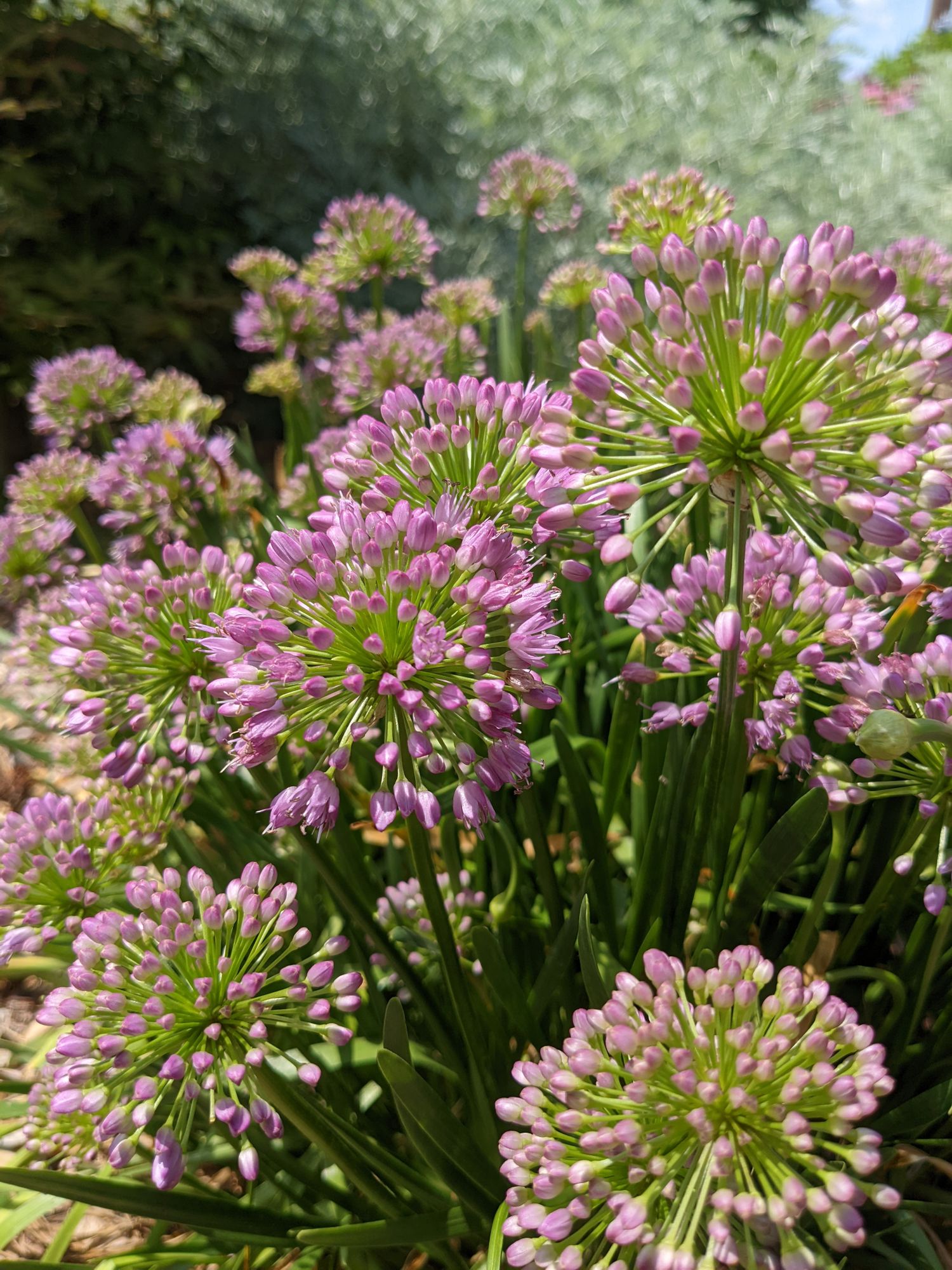 ALLIUM x Millenium