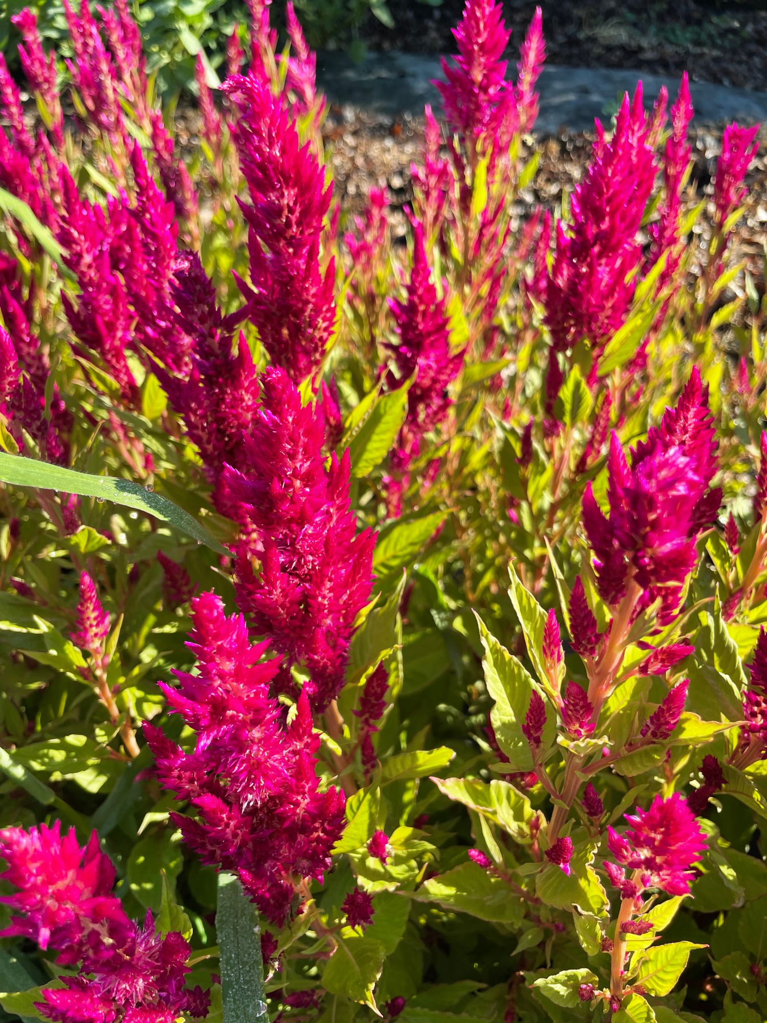 CELOSIA argentea var. plumosa Sunday Series