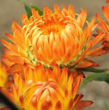 HELICHRYSUM arenarium