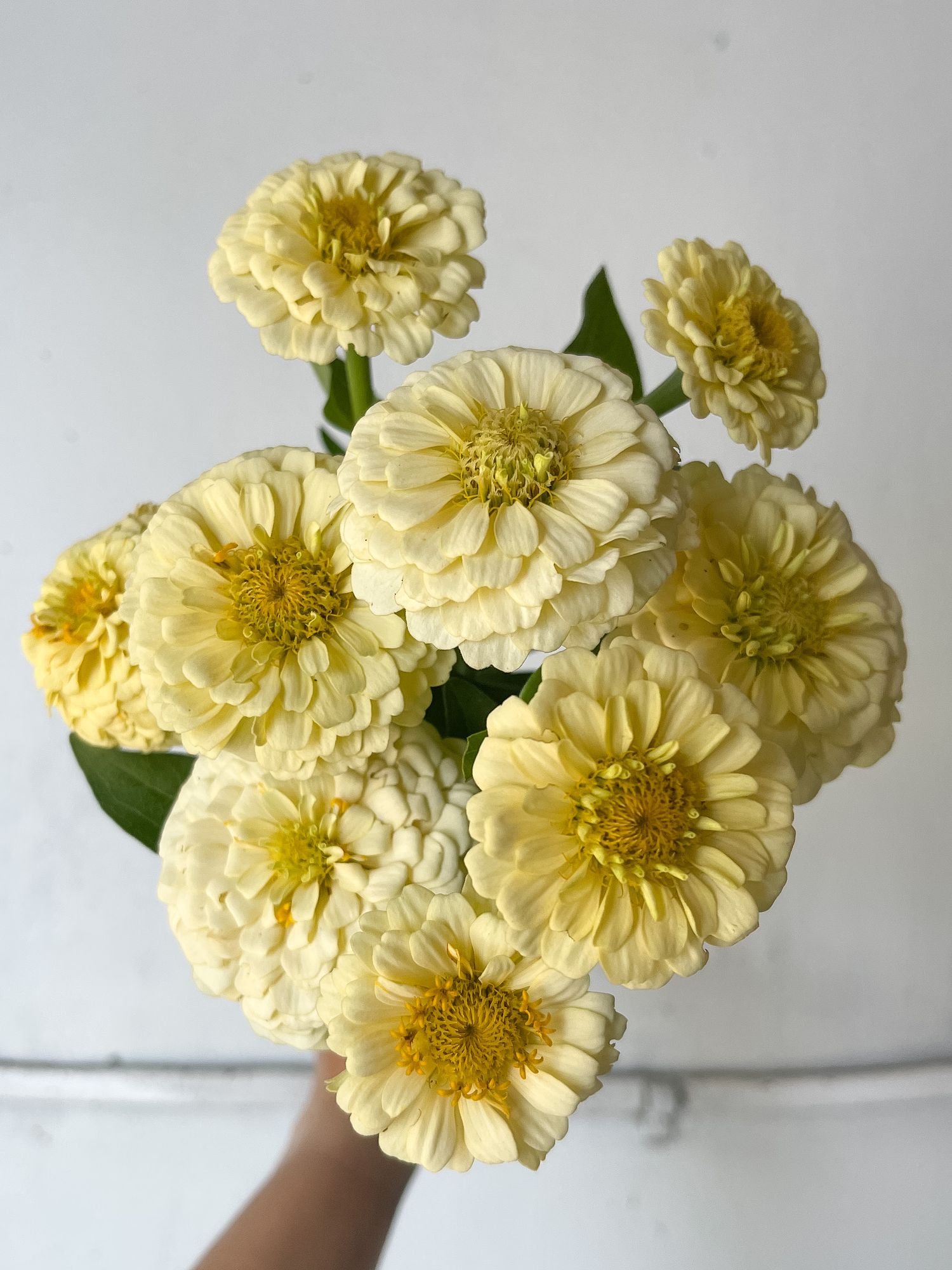 ZINNIA elegans Oklahoma Series