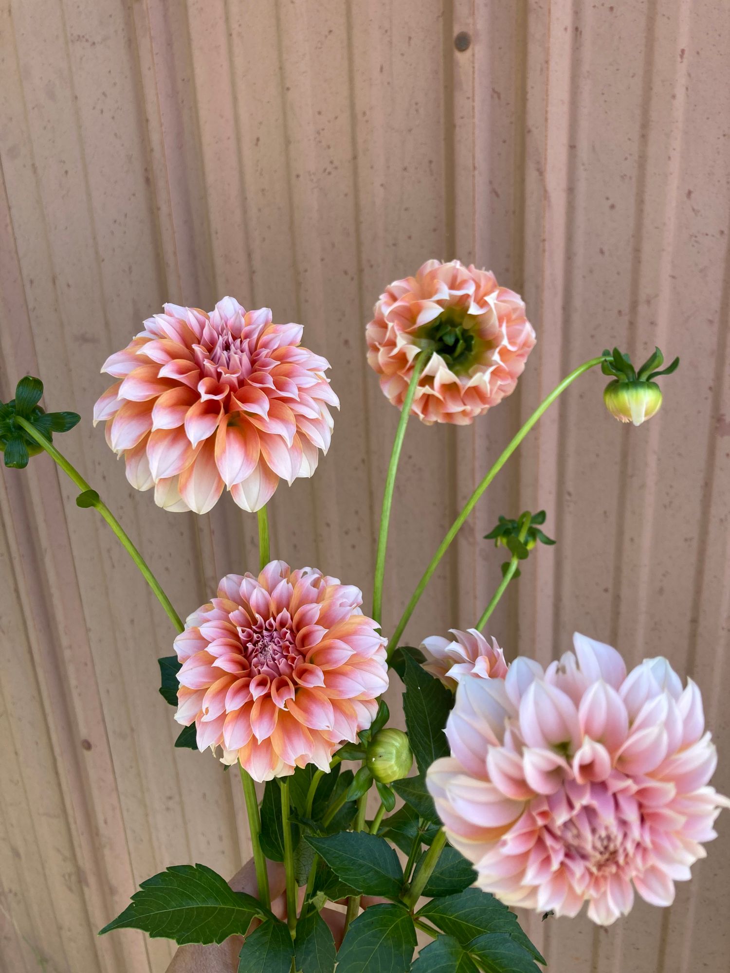 DAHLIA Peaches n Cream