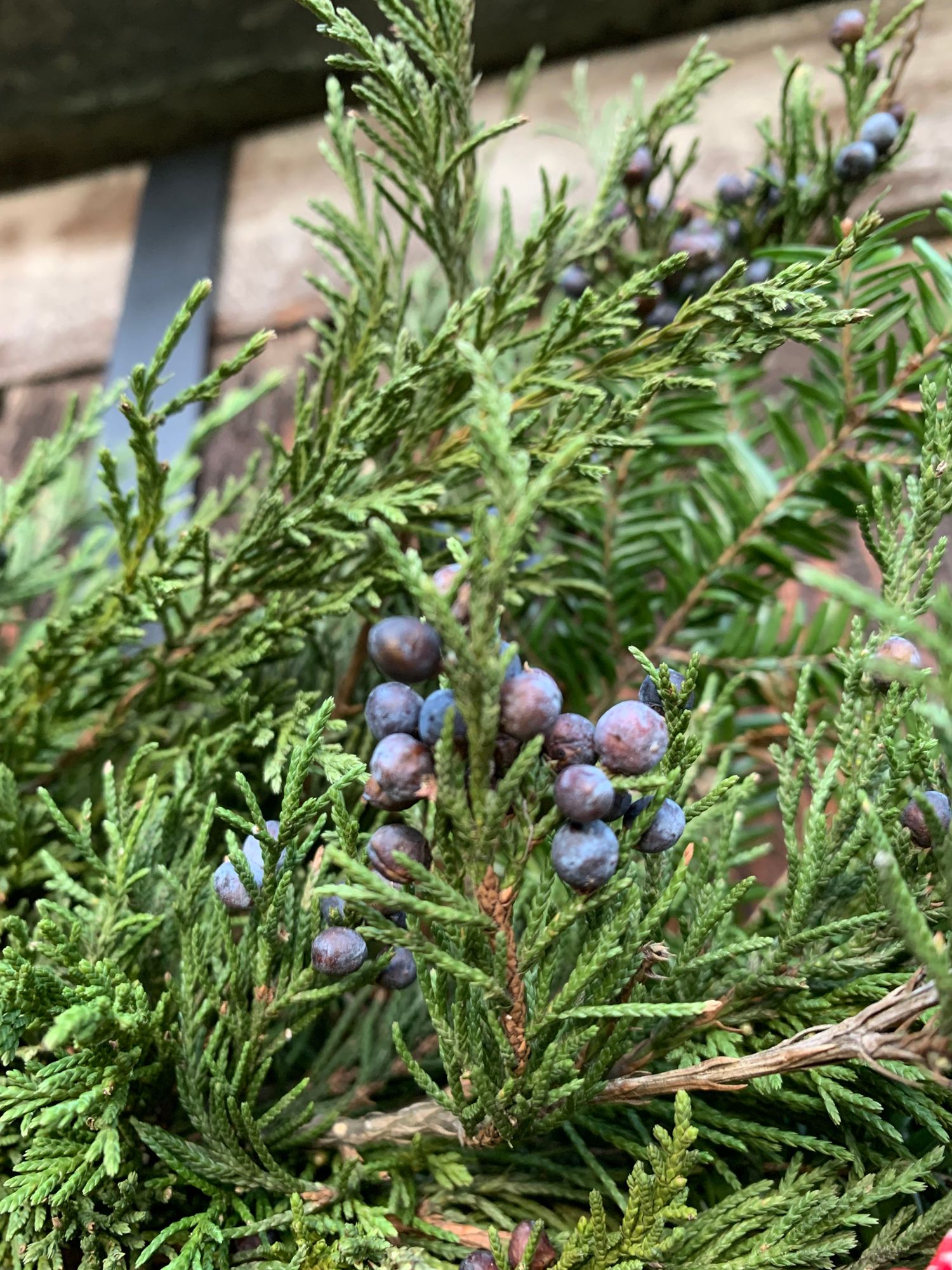 JUNIPERUS communis