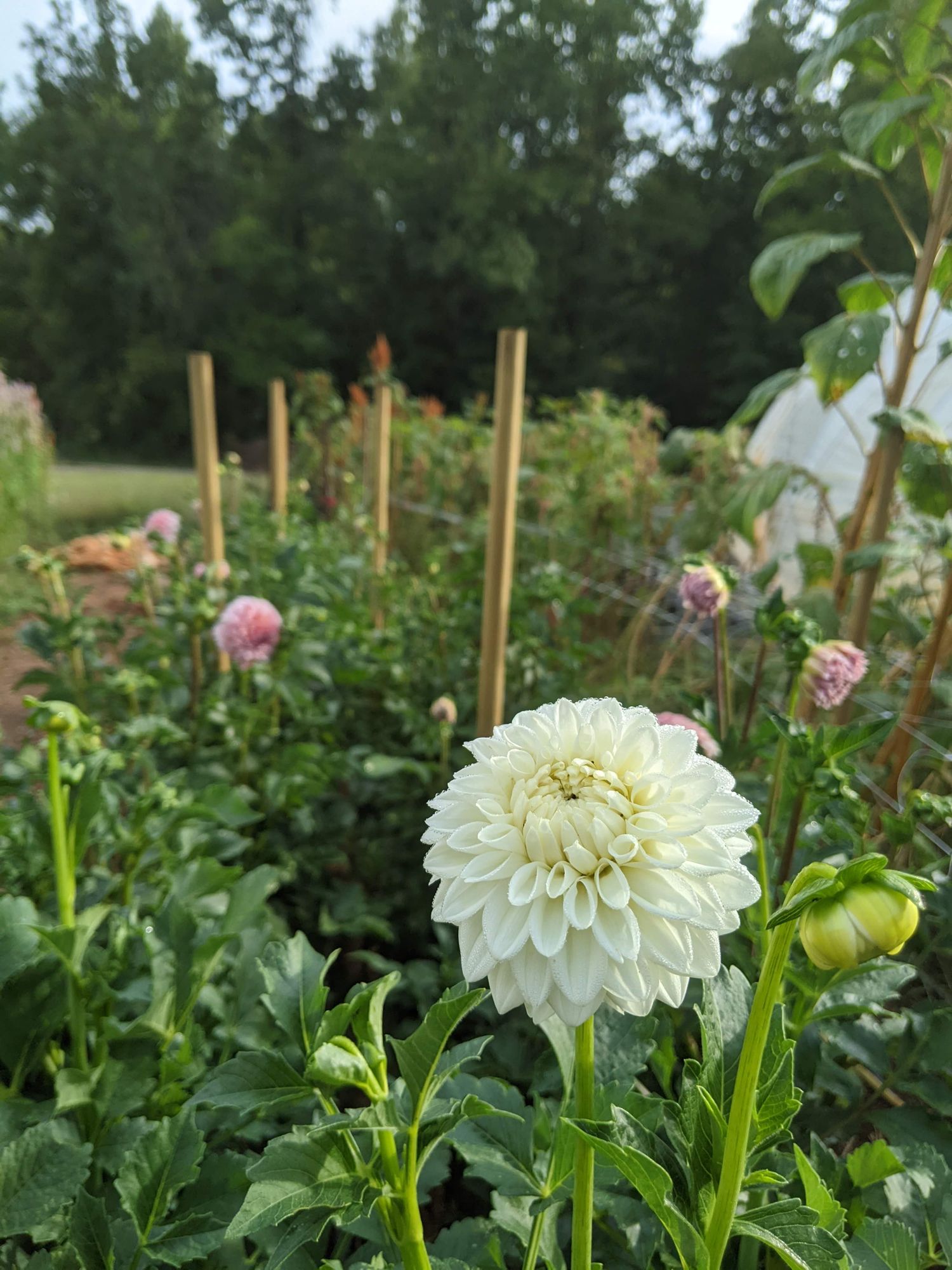 DAHLIA Blizzard
