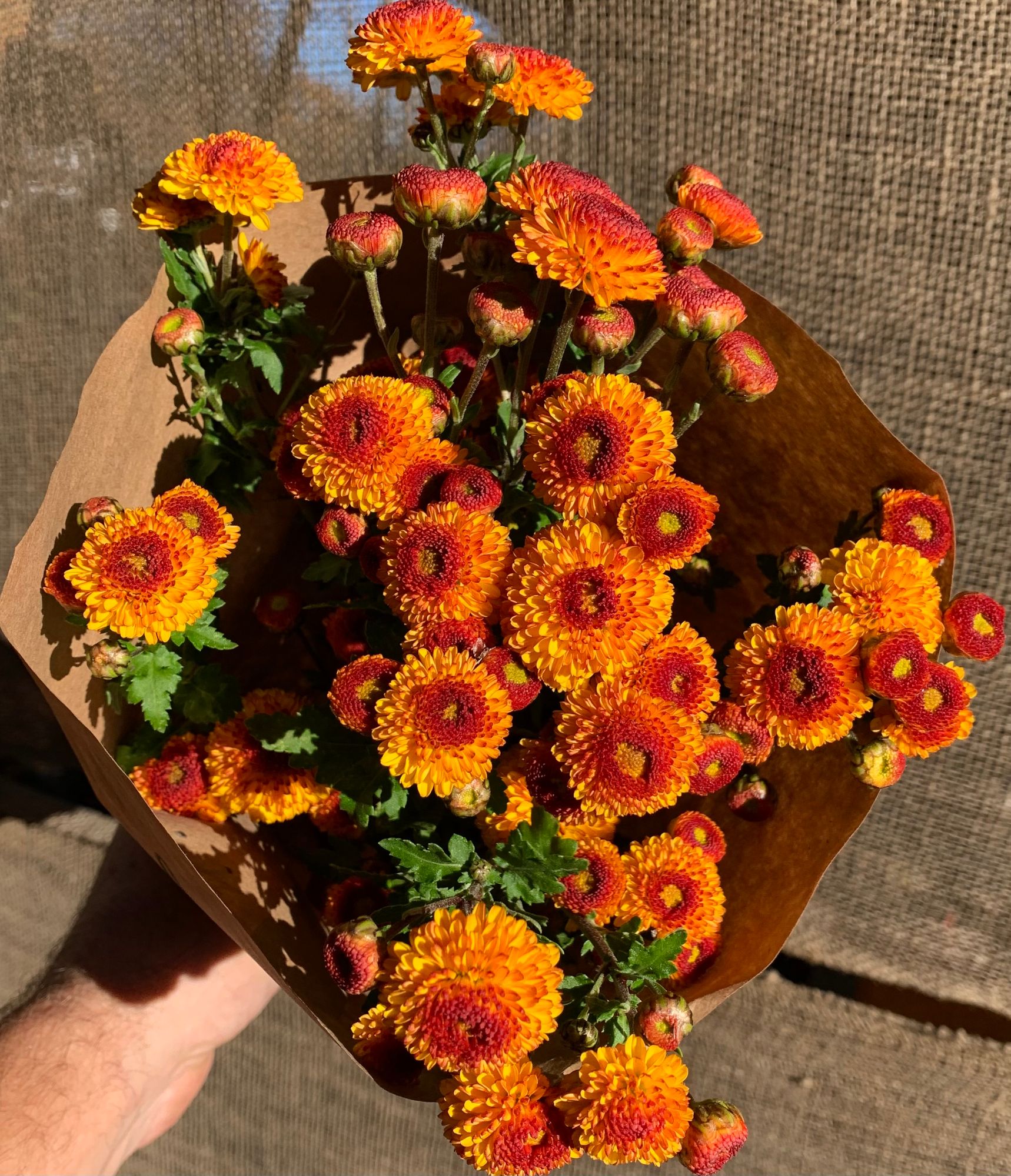 CHRYSANTHEMUM x Kelvin Tattoo