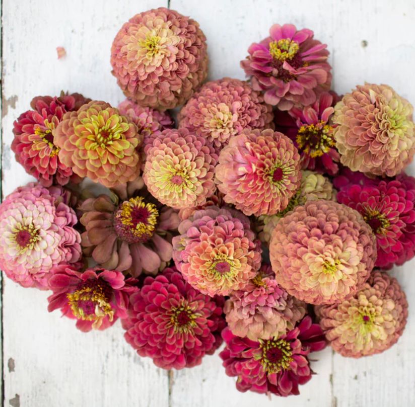 ZINNIA elegans Queeny Lime Red