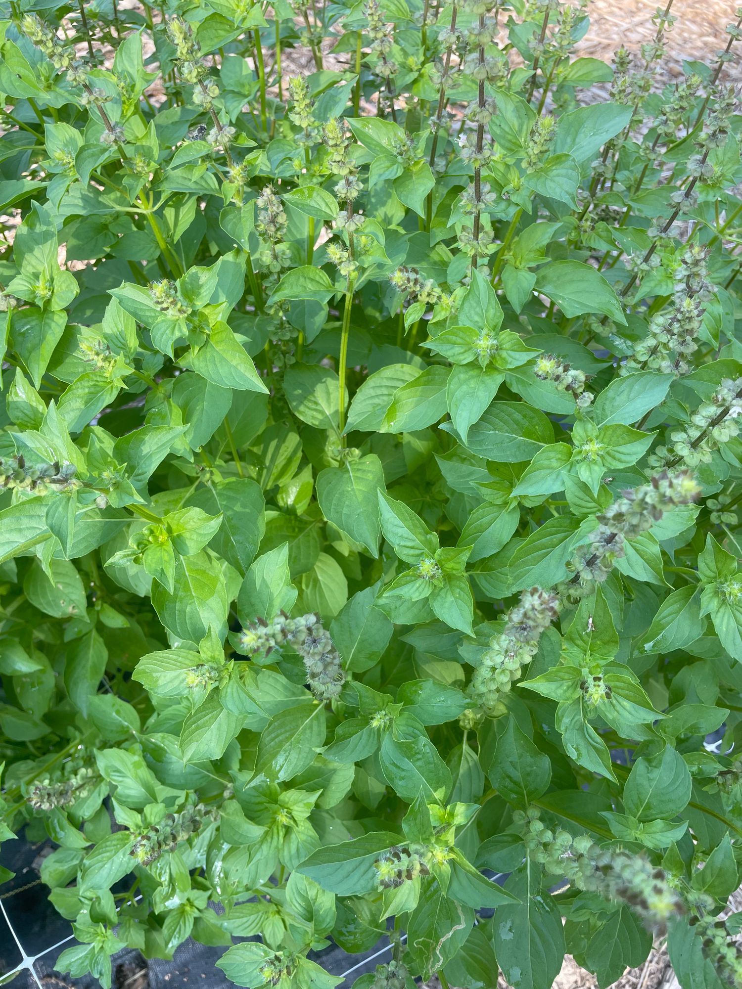 OCIMUM americanum