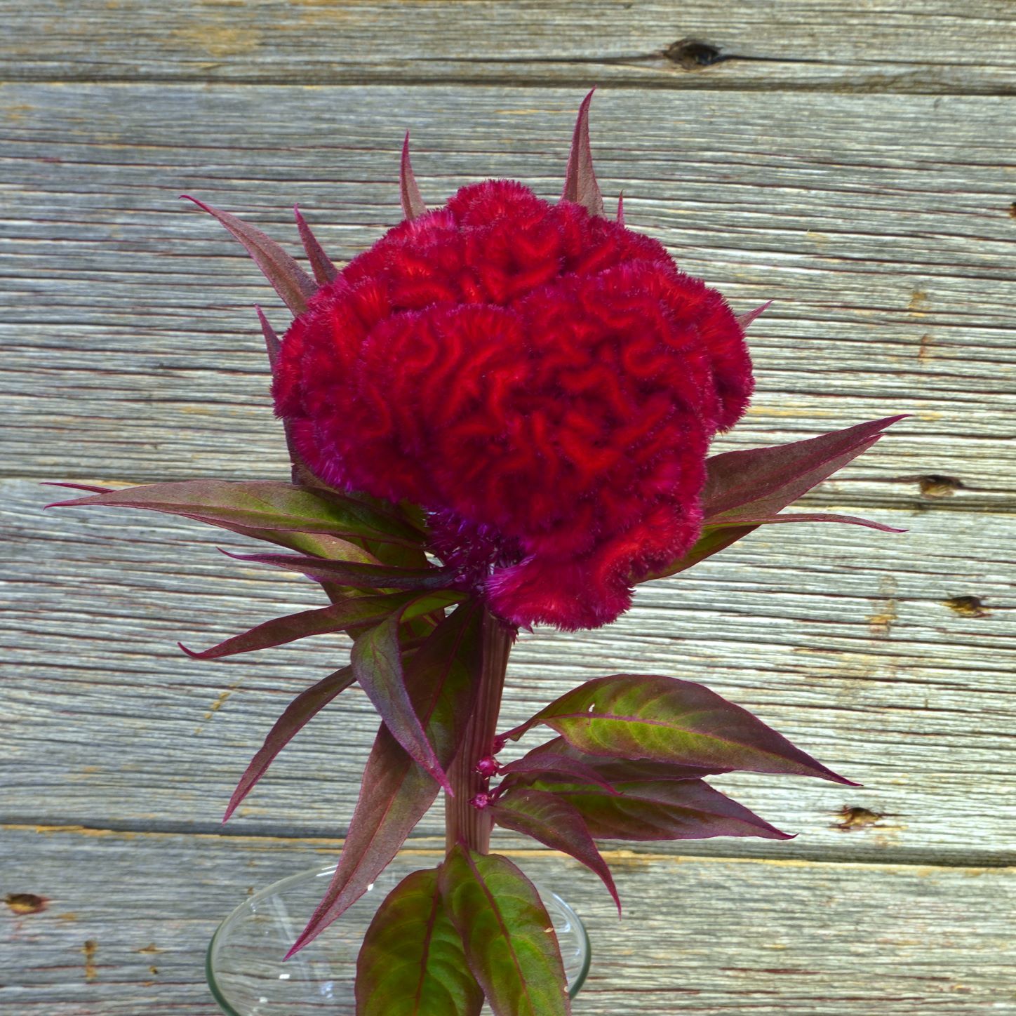 CELOSIA argentea cristata Reien