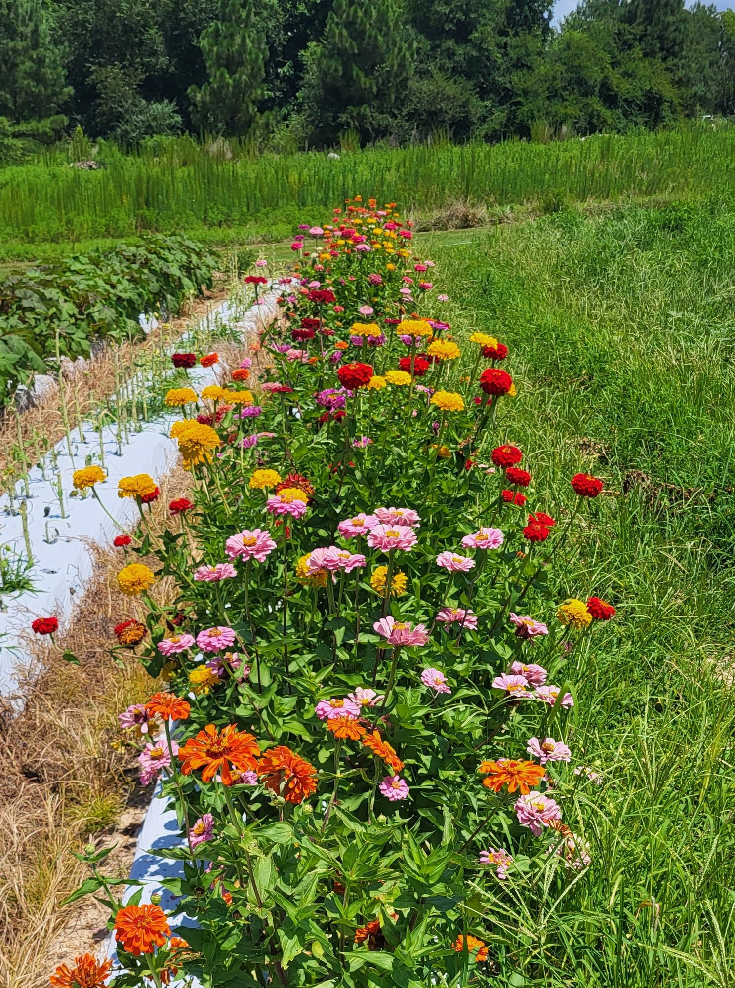 R Squared Apiary Logo