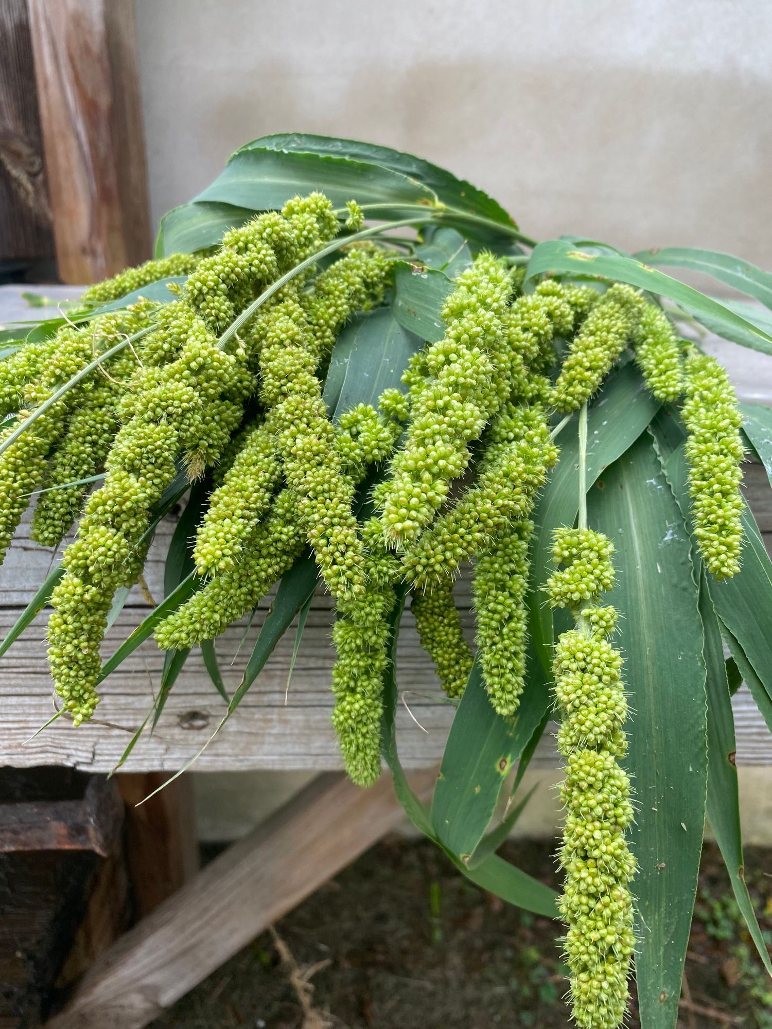 SETARIA italica Lime Light Spray Millet
