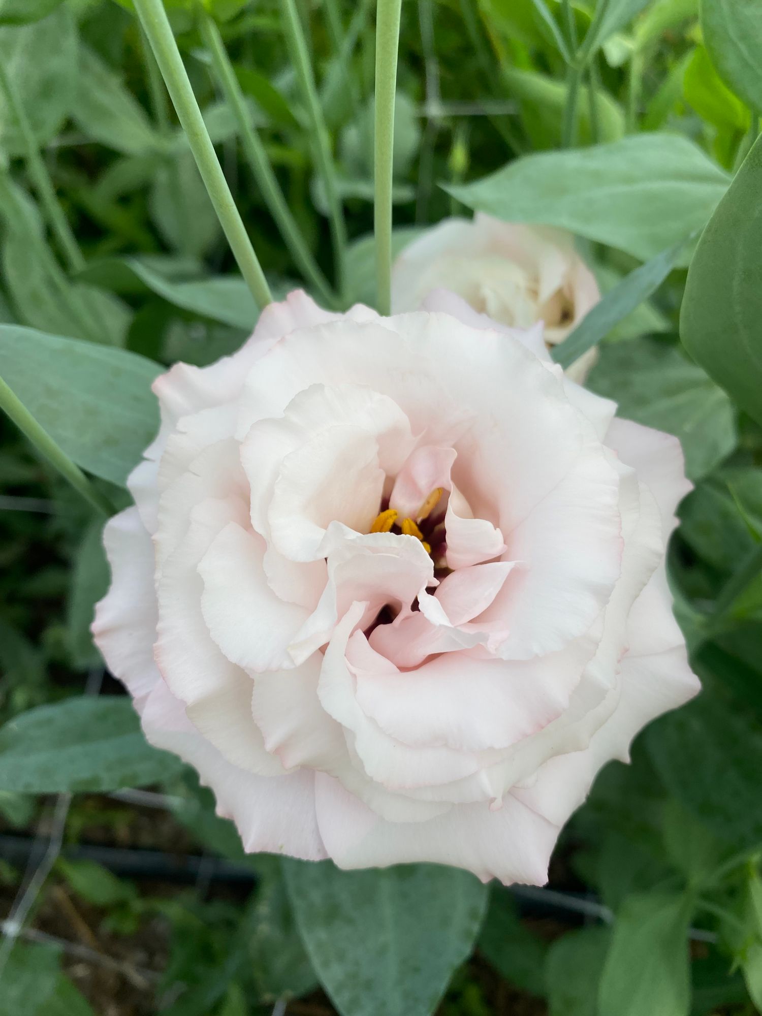 EUSTOMA grandiflorum