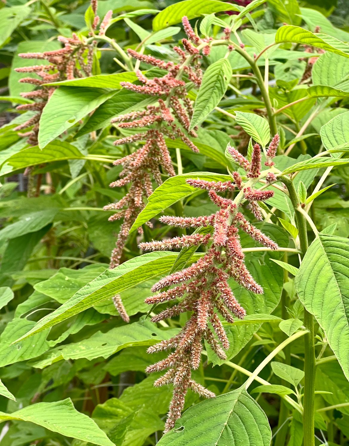 AMARANTHUS caudatus Coral Fountains