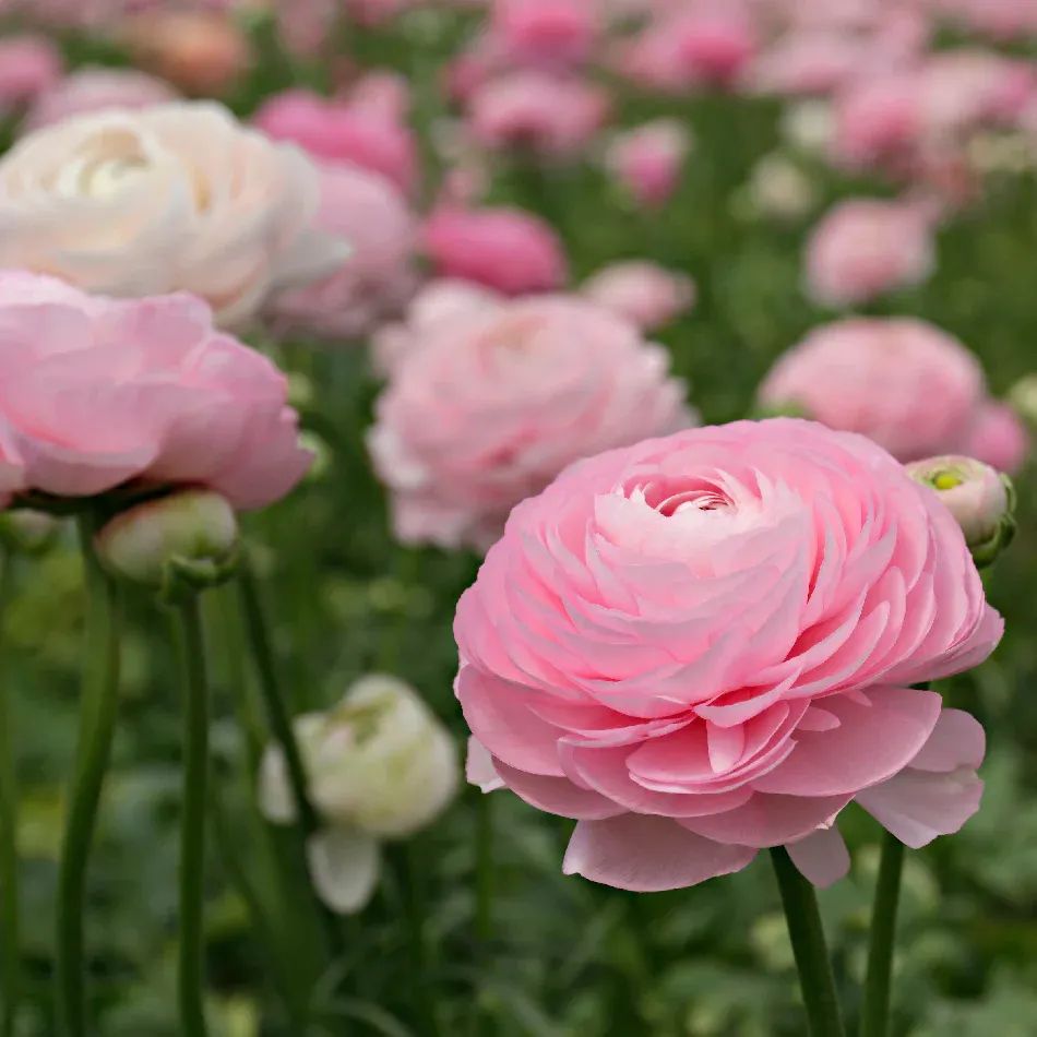 RANUNCULUS Amandine Pastel Pink