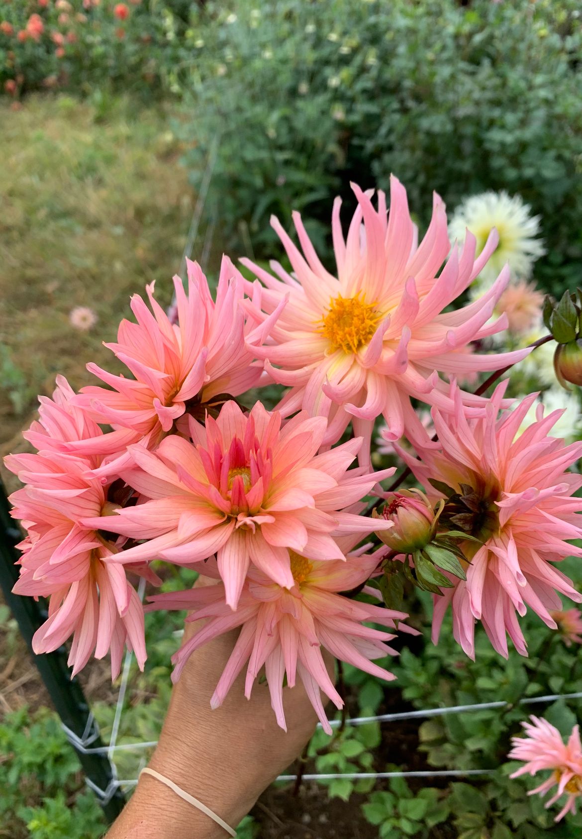 DAHLIA