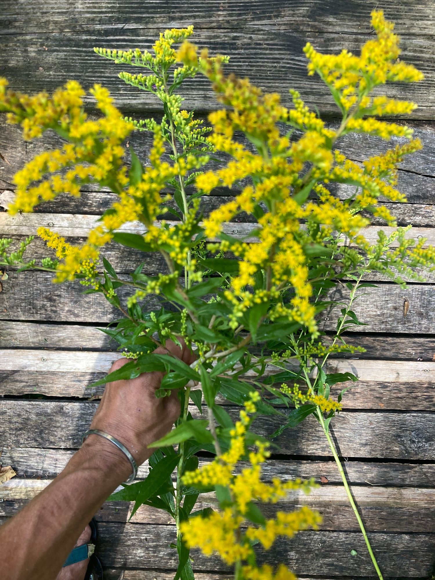 SOLIDAGO canadensis