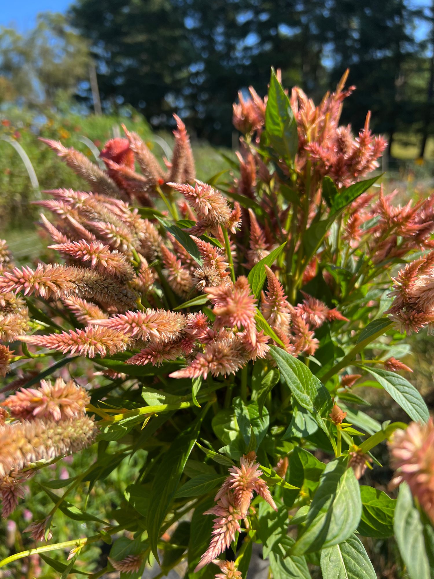 CELOSIA argentea spicata Celway Terracotta