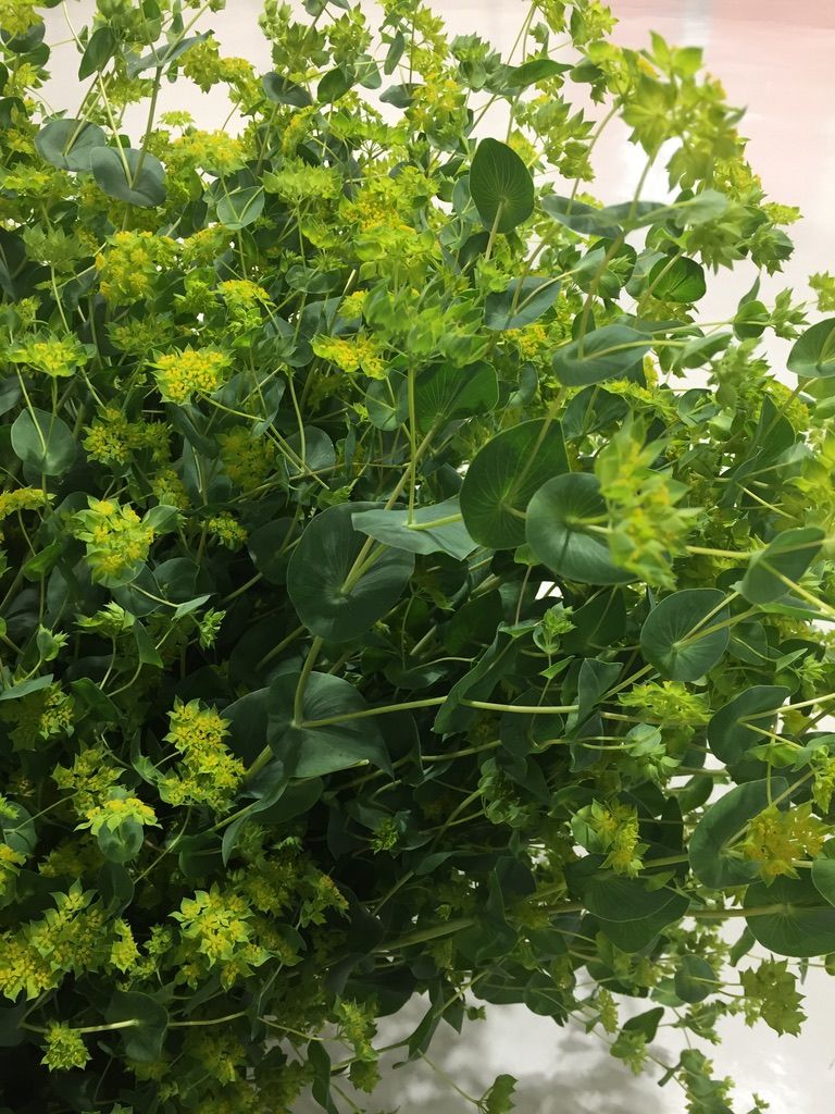 BUPLEURUM griffithii Green Gold