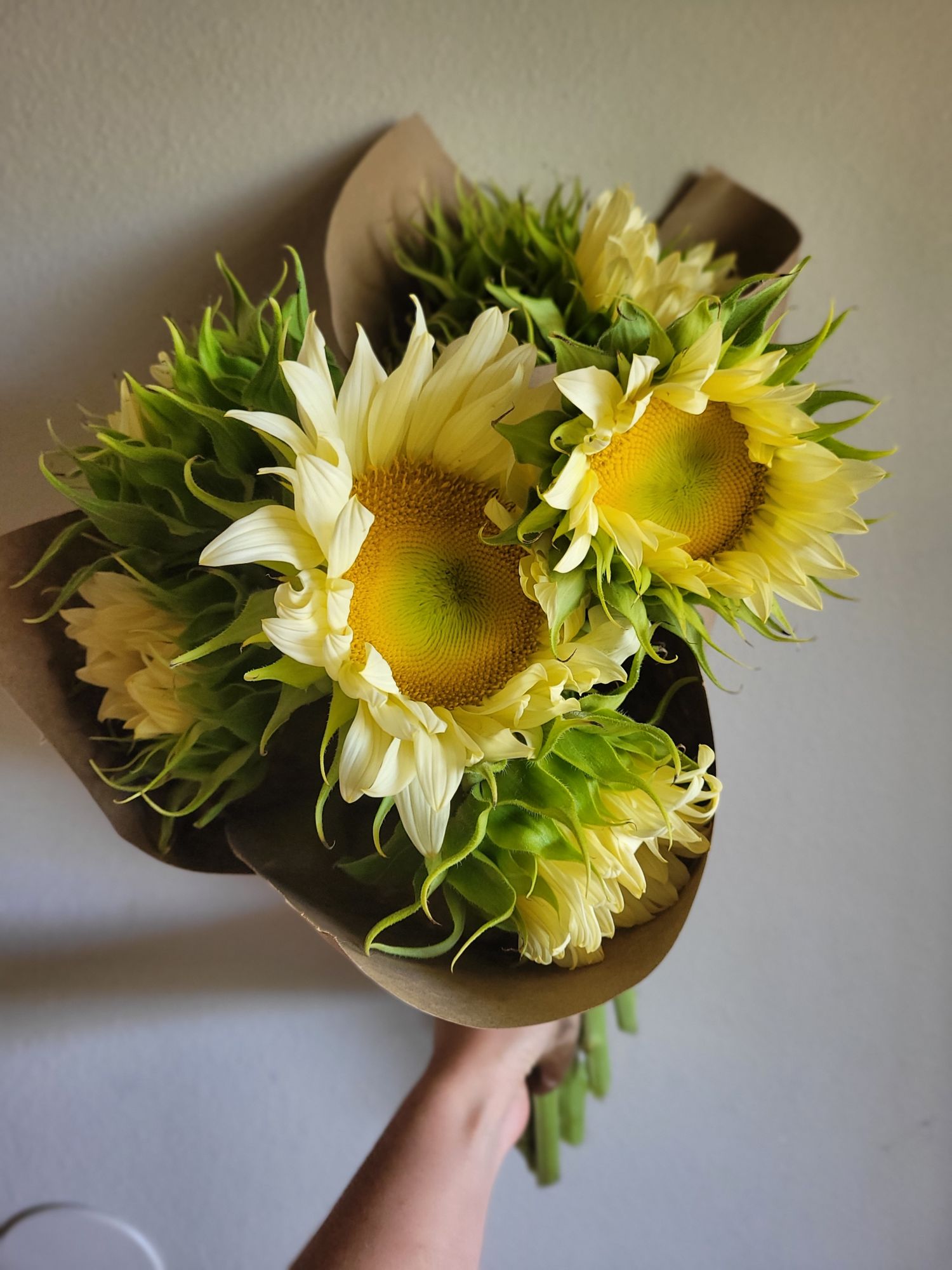 HELIANTHUS annuus ProCut