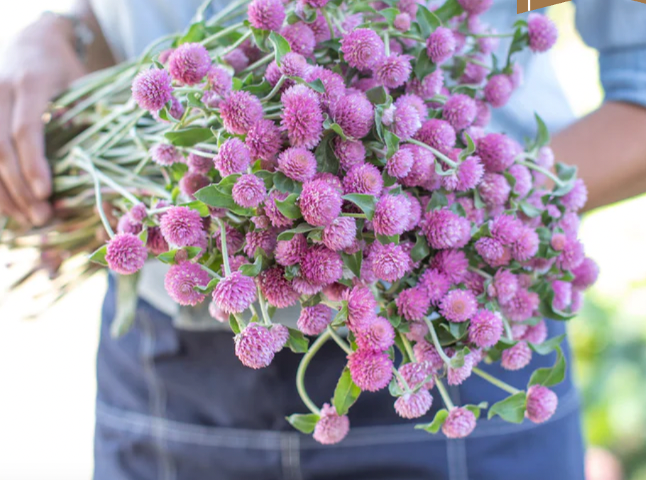 GOMPHRENA haageana