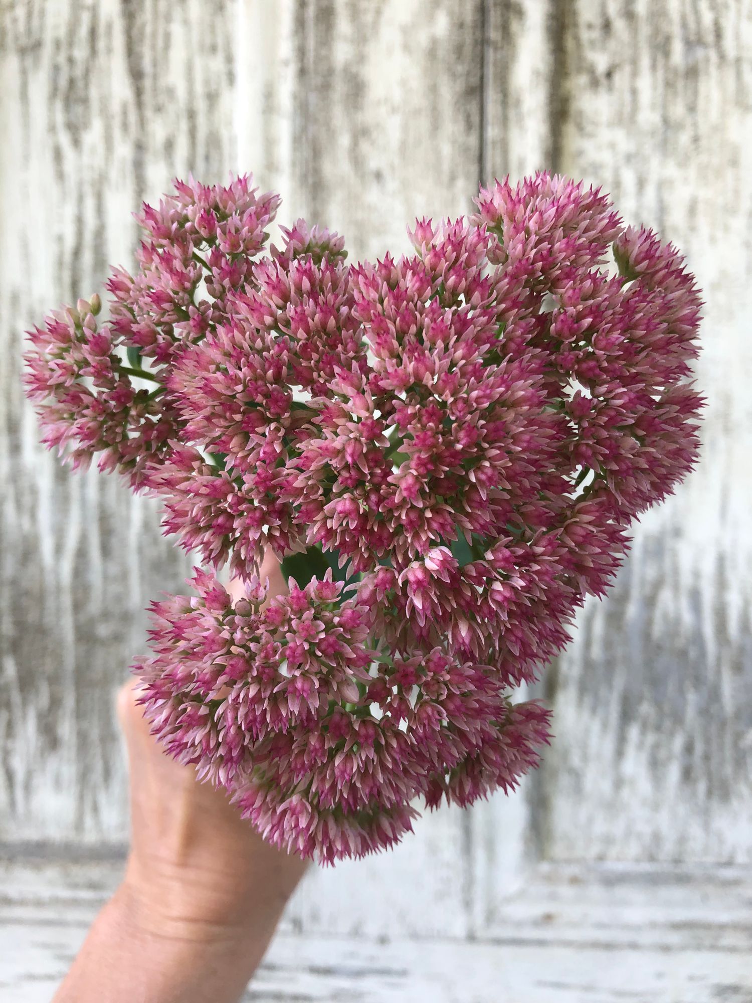 HYLOTELEPHIUM spectabile Autumn Joy