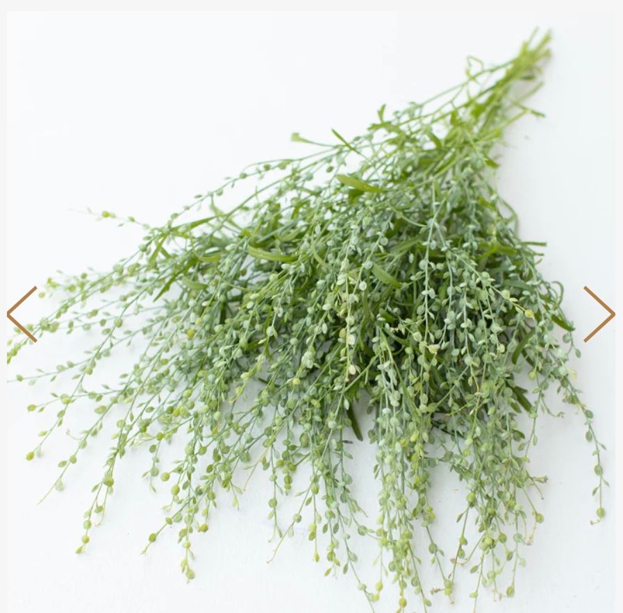 LEPIDIUM sativum
