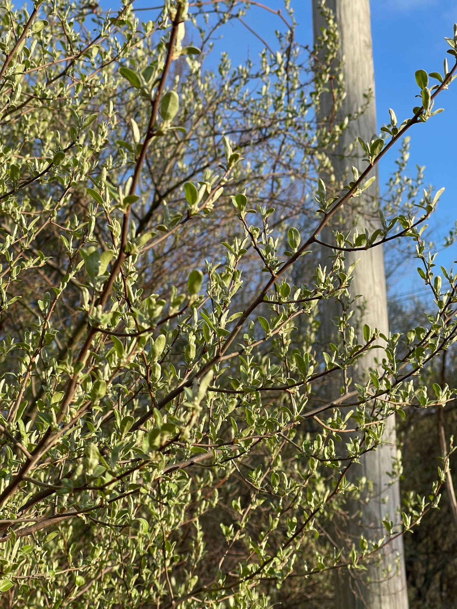 ELAEAGNUS umbellata