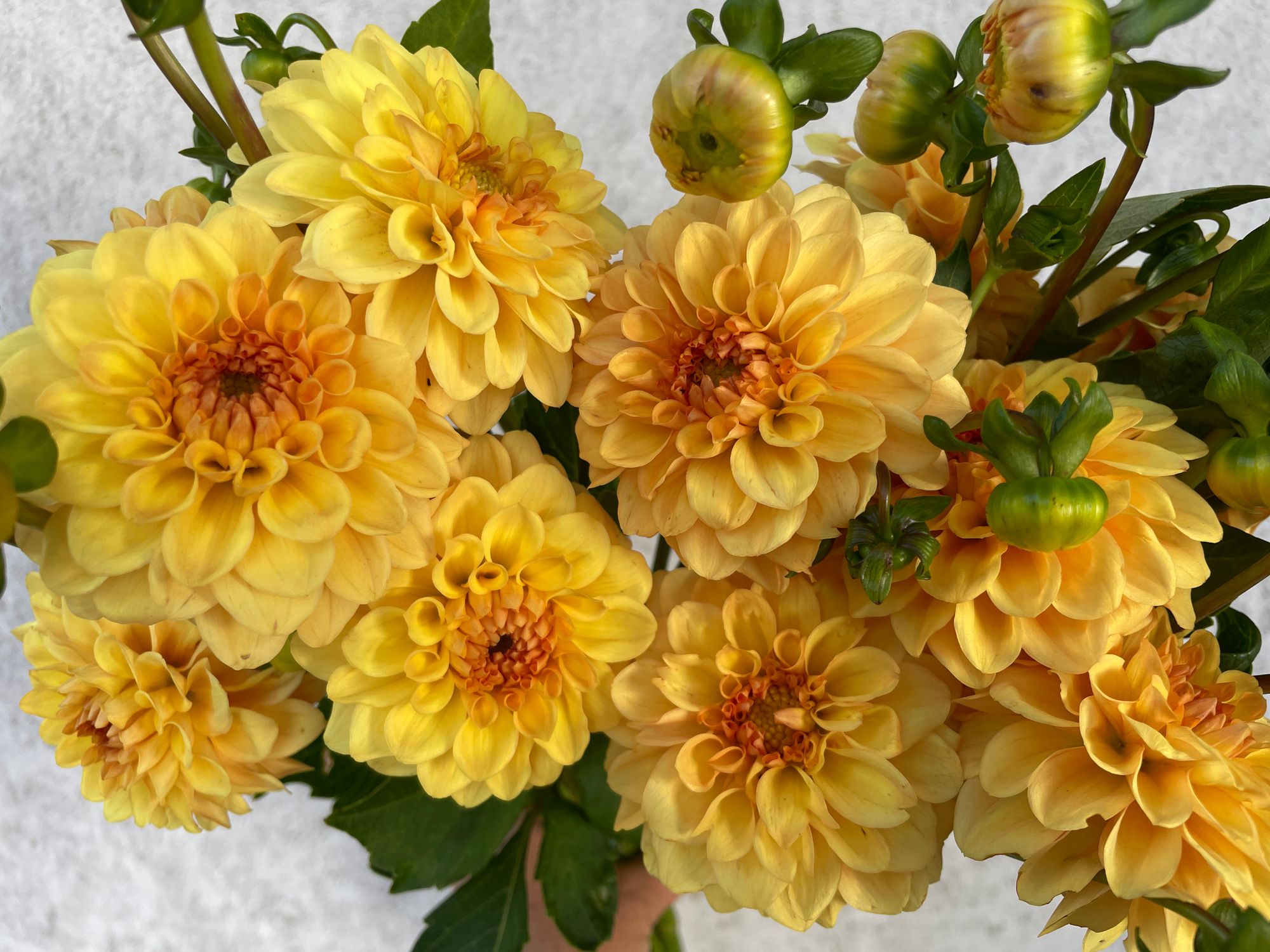 DAHLIA Golden Scepter