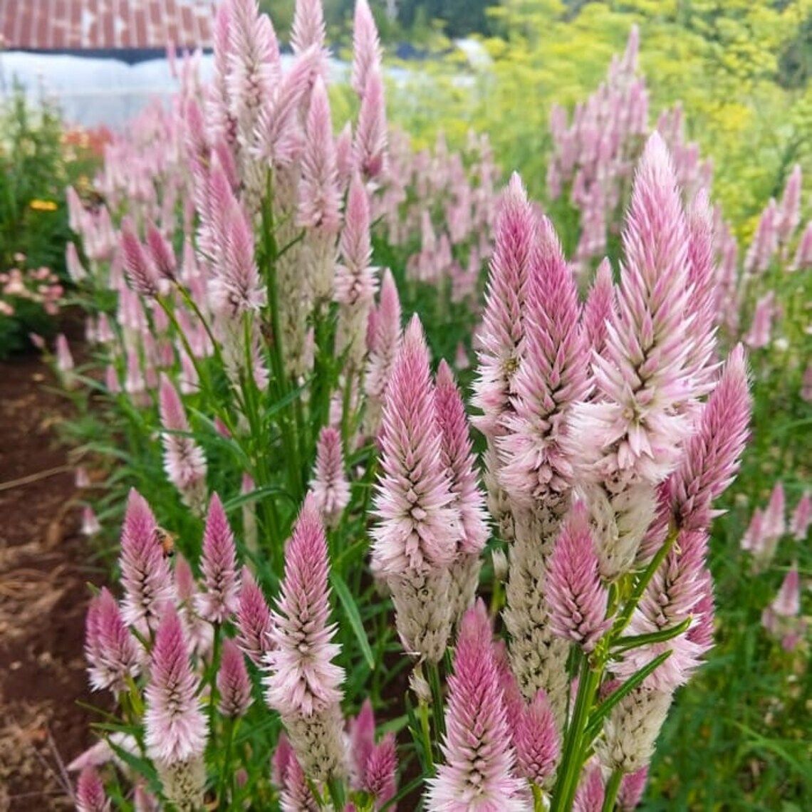CELOSIA argentea spicata Flamingo Feather