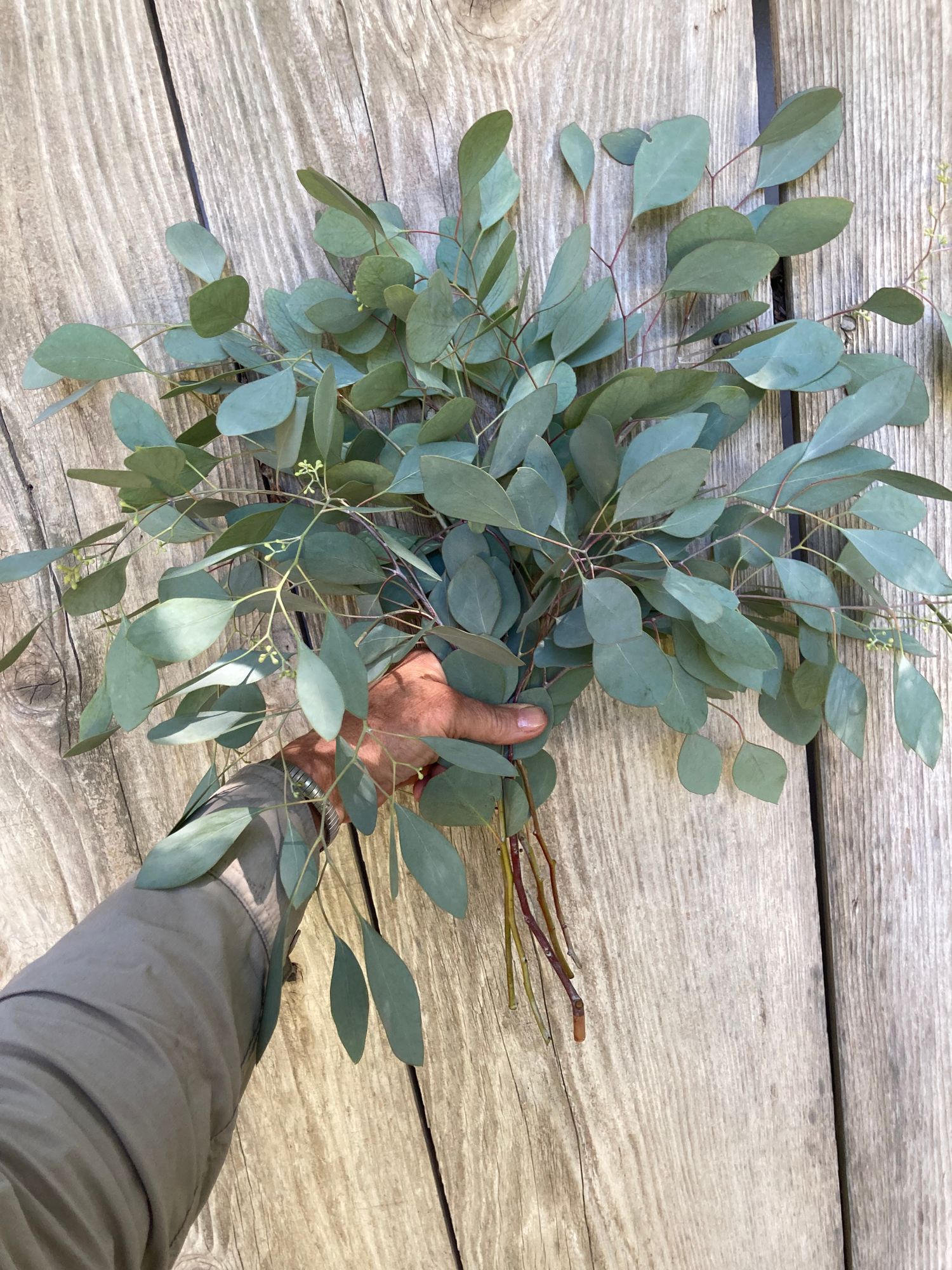 EUCALYPTUS