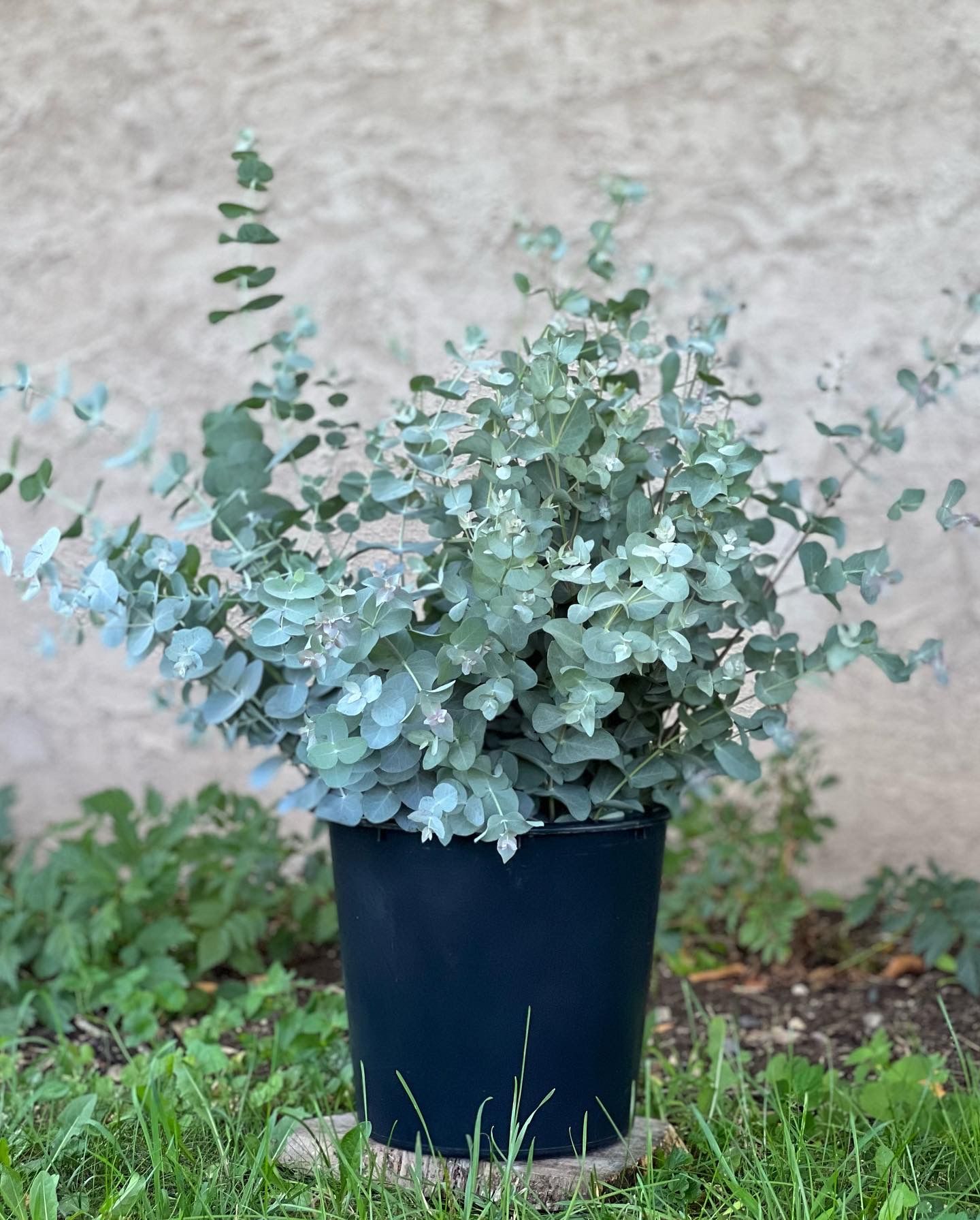 EUCALYPTUS