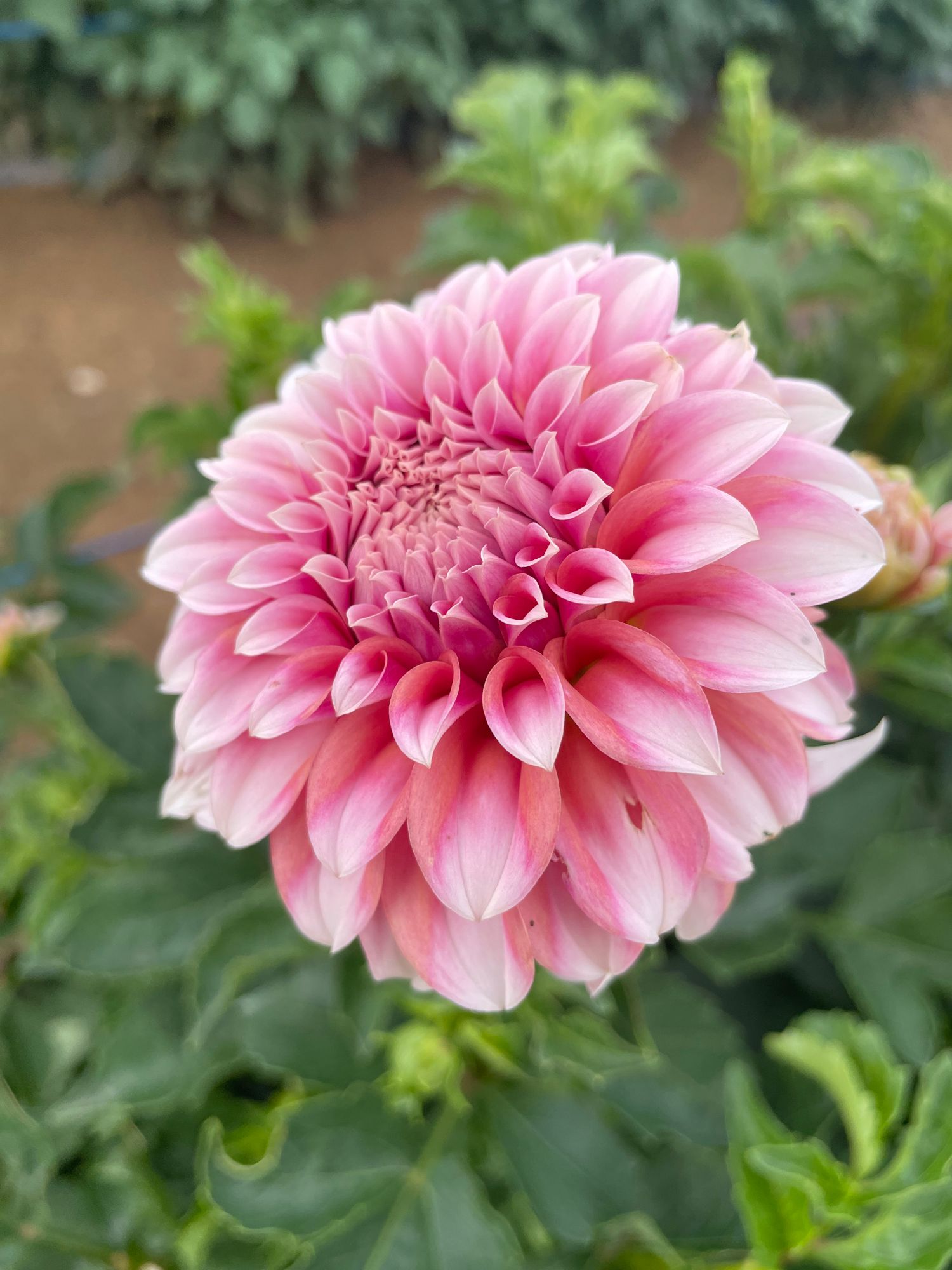DAHLIA Peaches n Cream