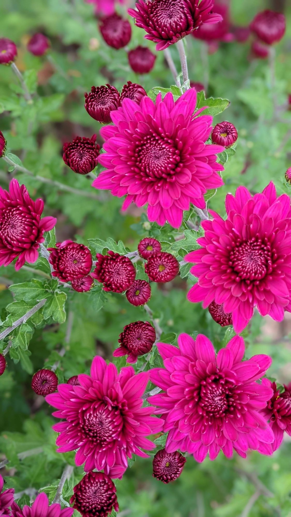 CHRYSANTHEMUM