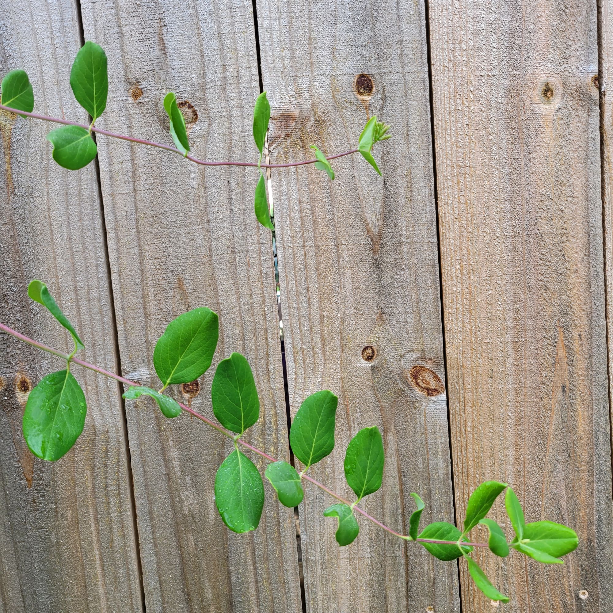 LONICERA sempervirens