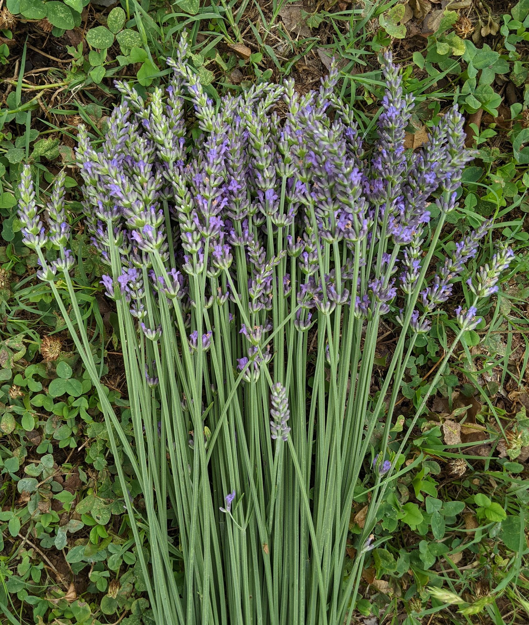 LAVANDULA