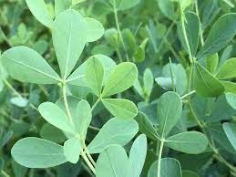 BAPTISIA australis