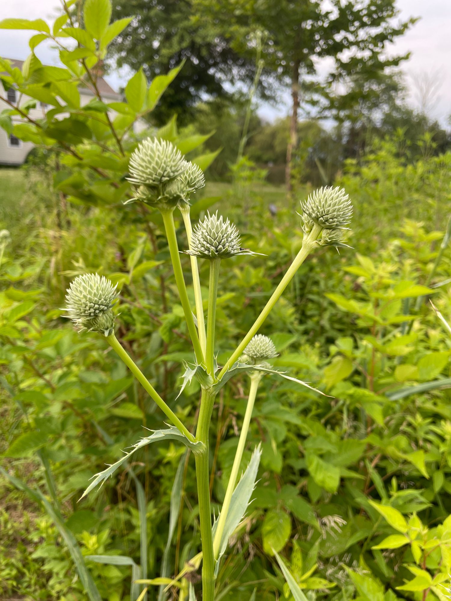 ERYNGIUM yuccifolium