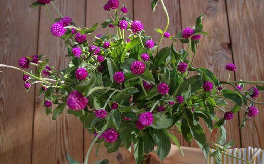 GOMPHRENA globosa QIS