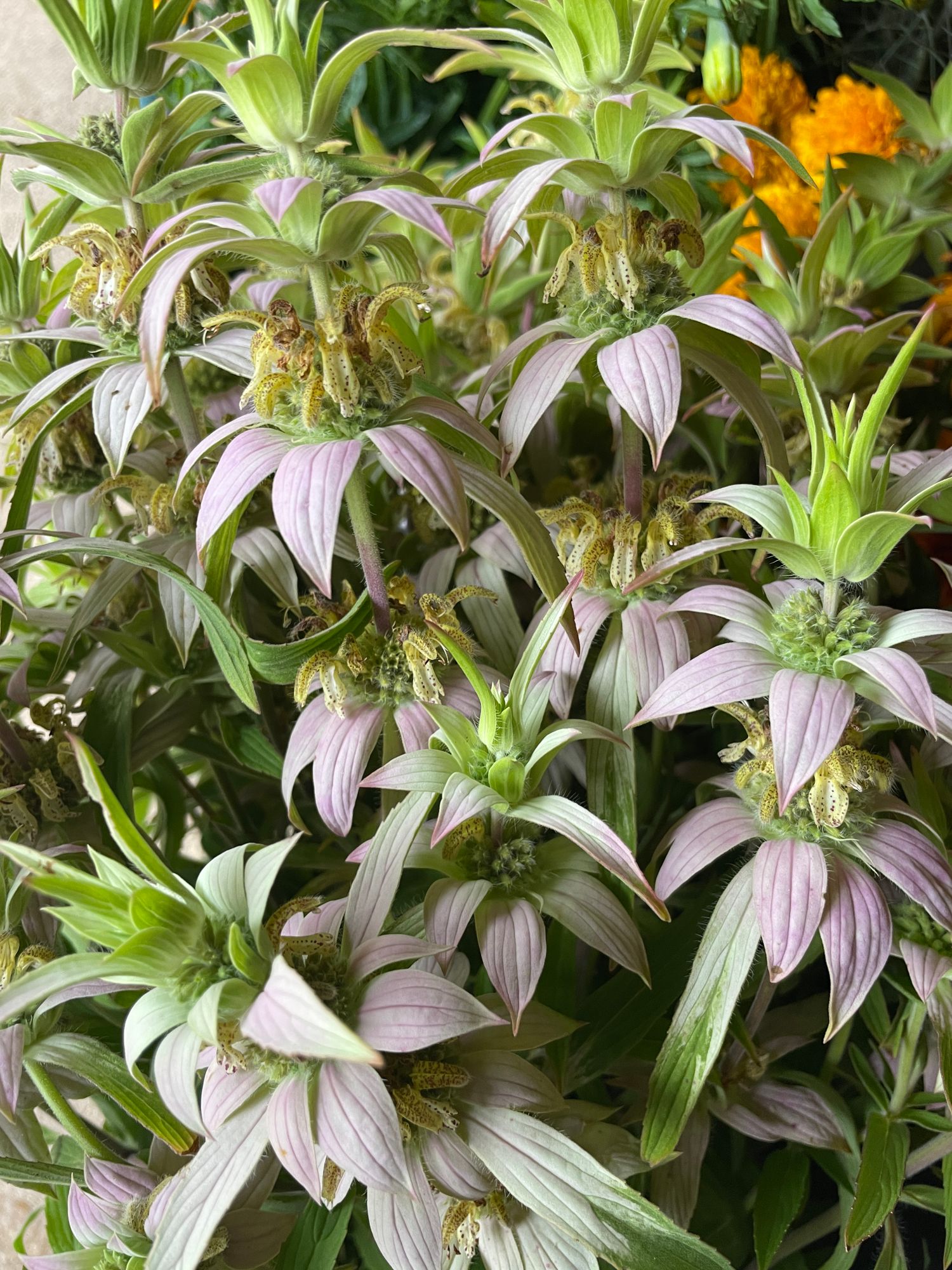 MONARDA punctata