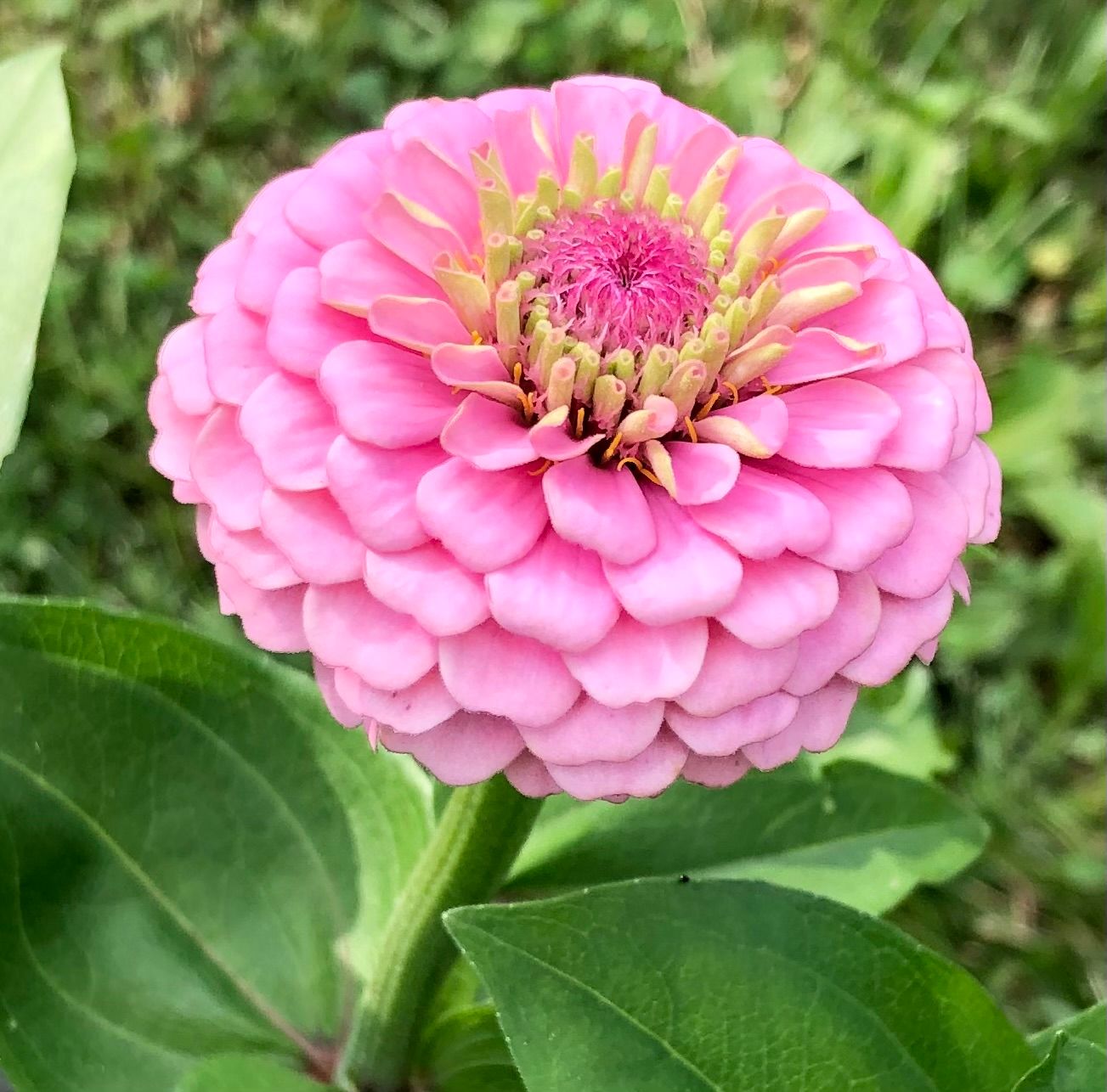 ZINNIA elegans Oklahoma Series