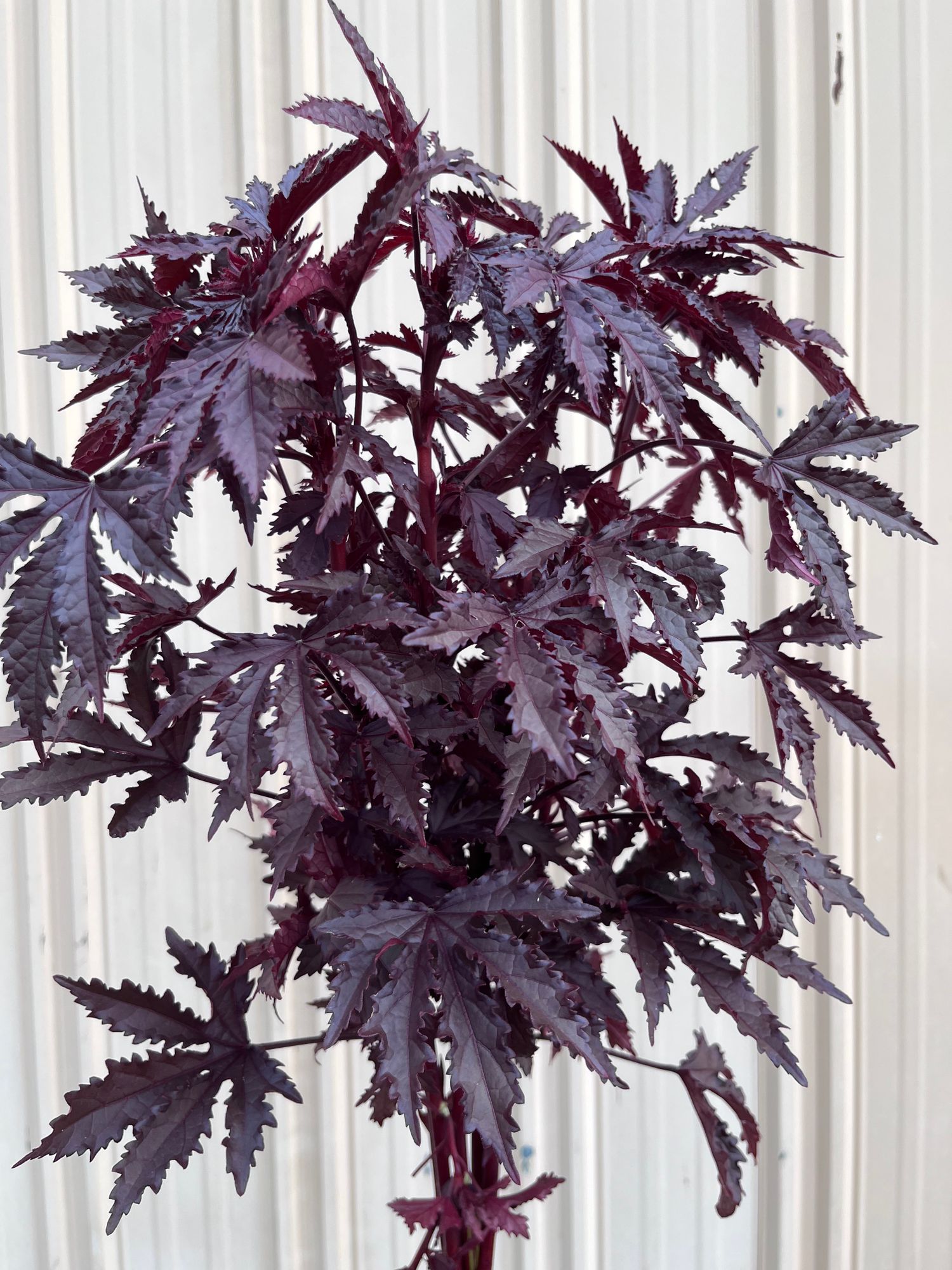 HIBISCUS acetosella