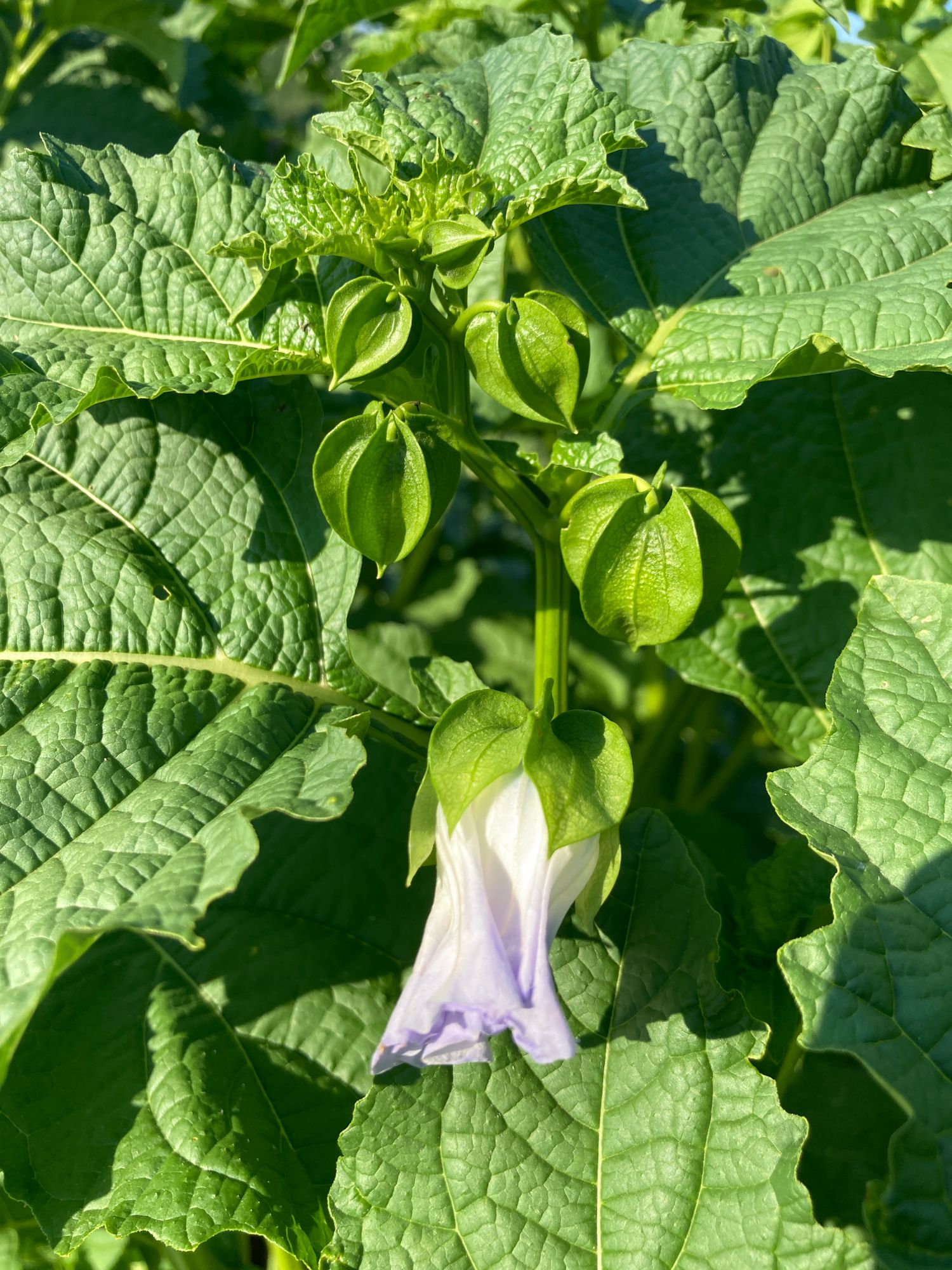 NICANDRA physalodes