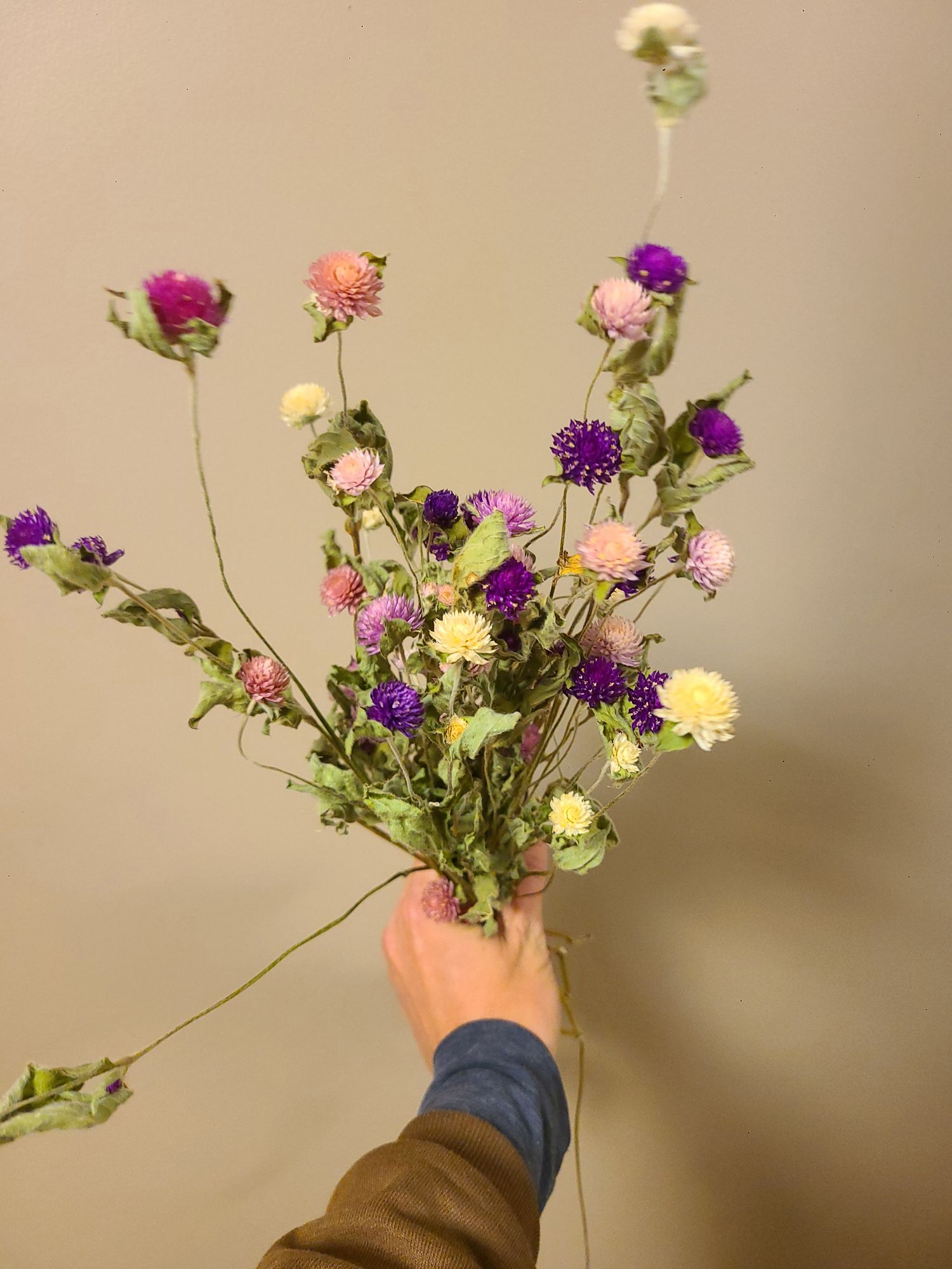 GOMPHRENA globosa Bicolor