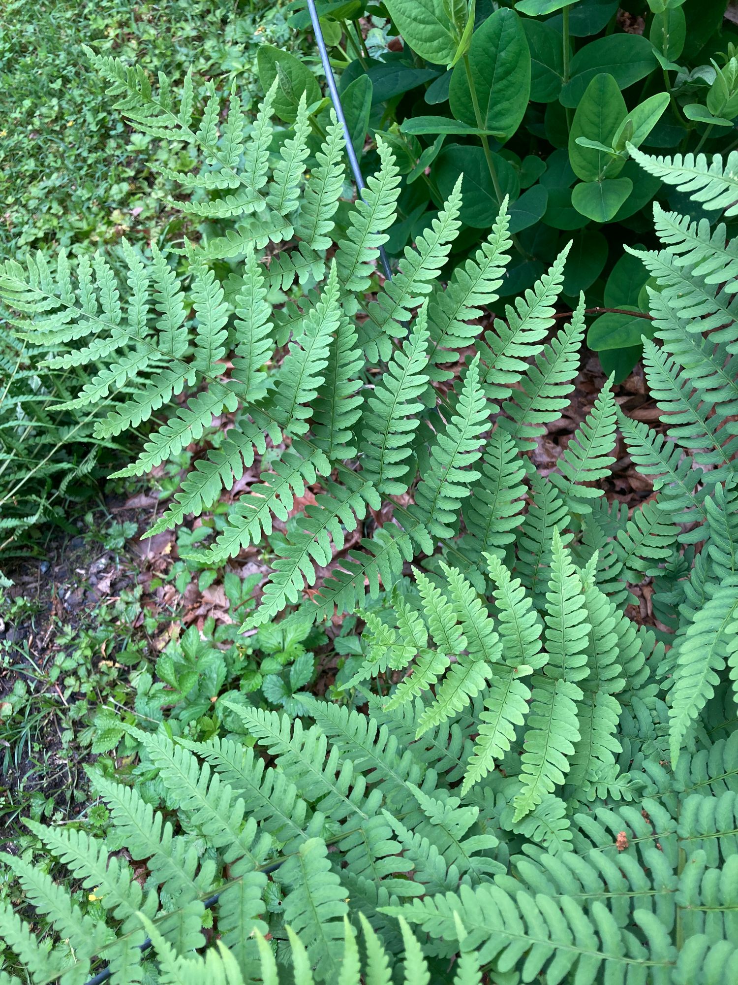 DRYOPTERIS marginalis