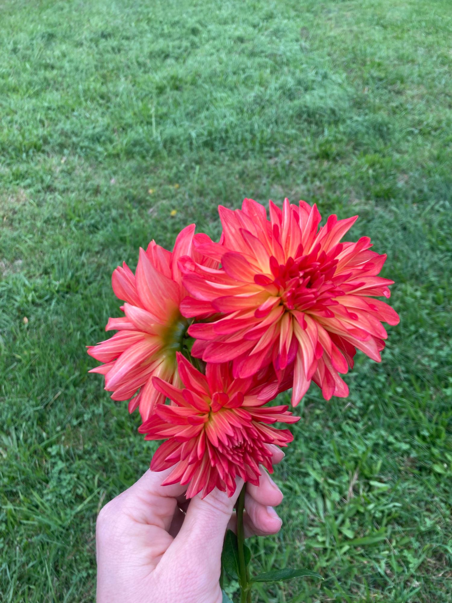DAHLIA