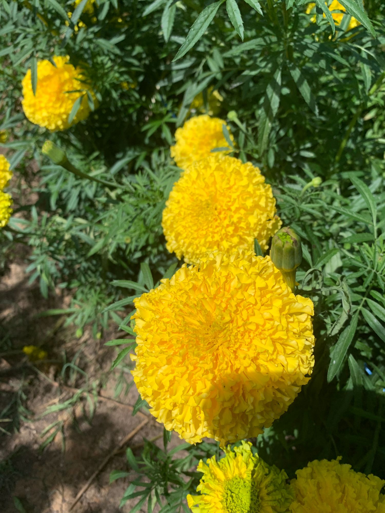 TAGETES erecta Garuda