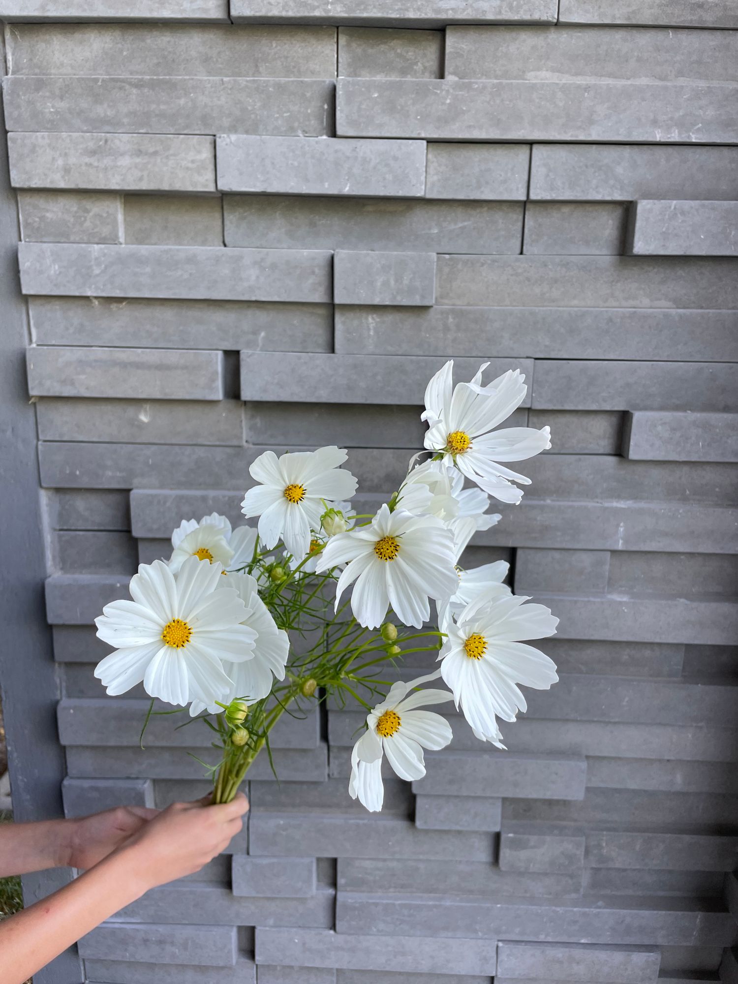 COSMOS bipinnatus Sensation Purity